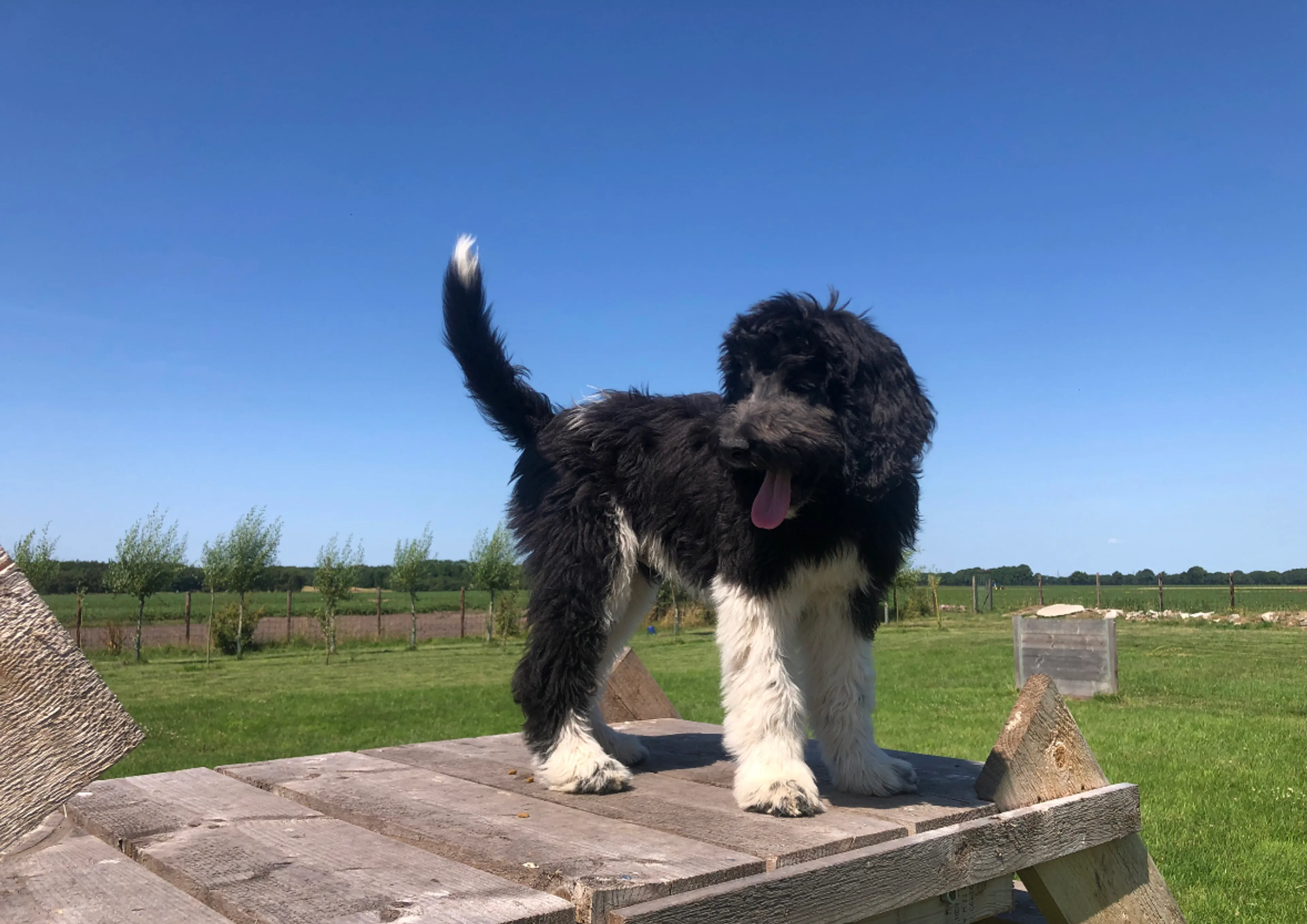 Baasje woest om doodgereden puppy op A28: 'Geschrokken van vuurwerk'