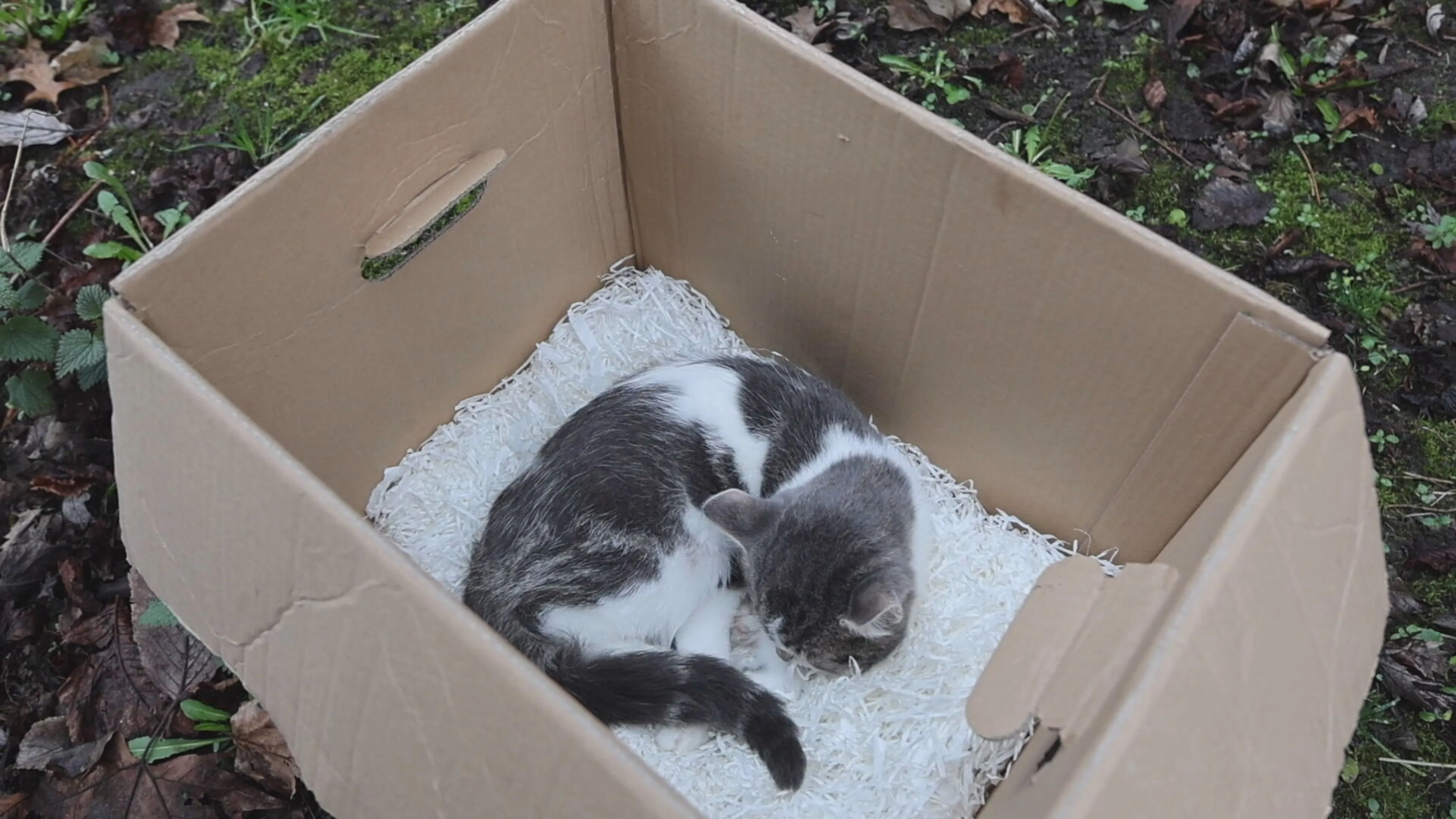 Ernstig verzwakte kitten gedumpt in kartonnen doos in Den Haag