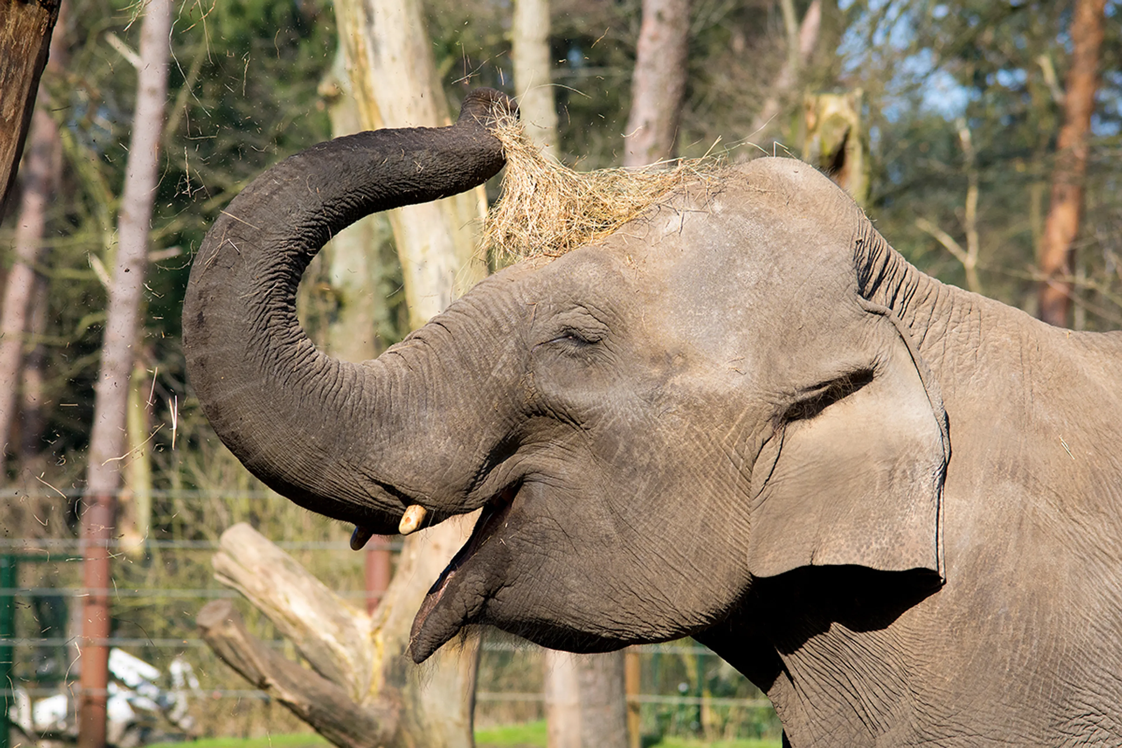 Einde aan bijzondere 'draagtijd' van olifant Indra: helemaal geen kalfje in buik
