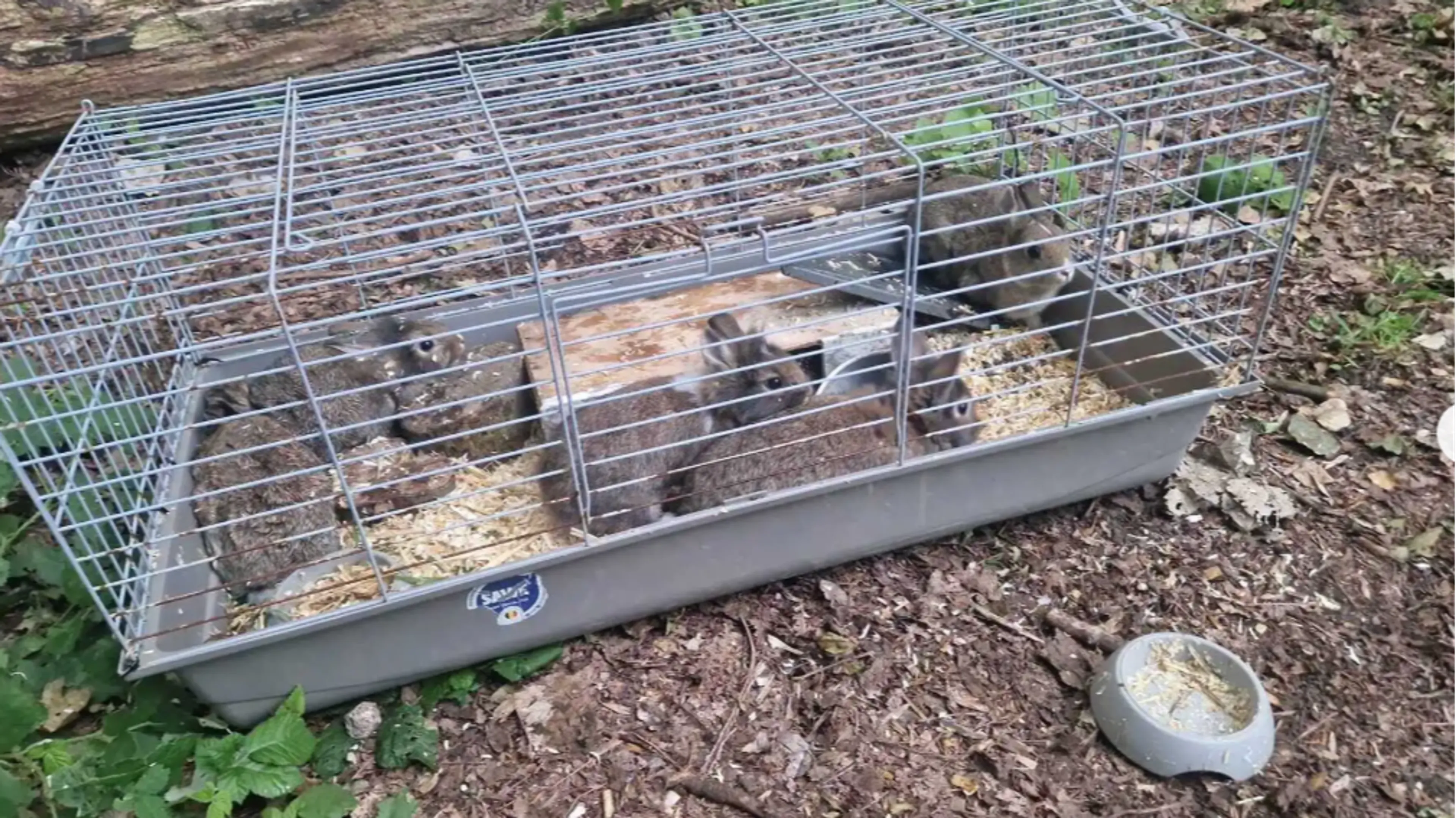 Opvallend veel dierenleed in korte tijd: van verdronken geit tot dode ganzen