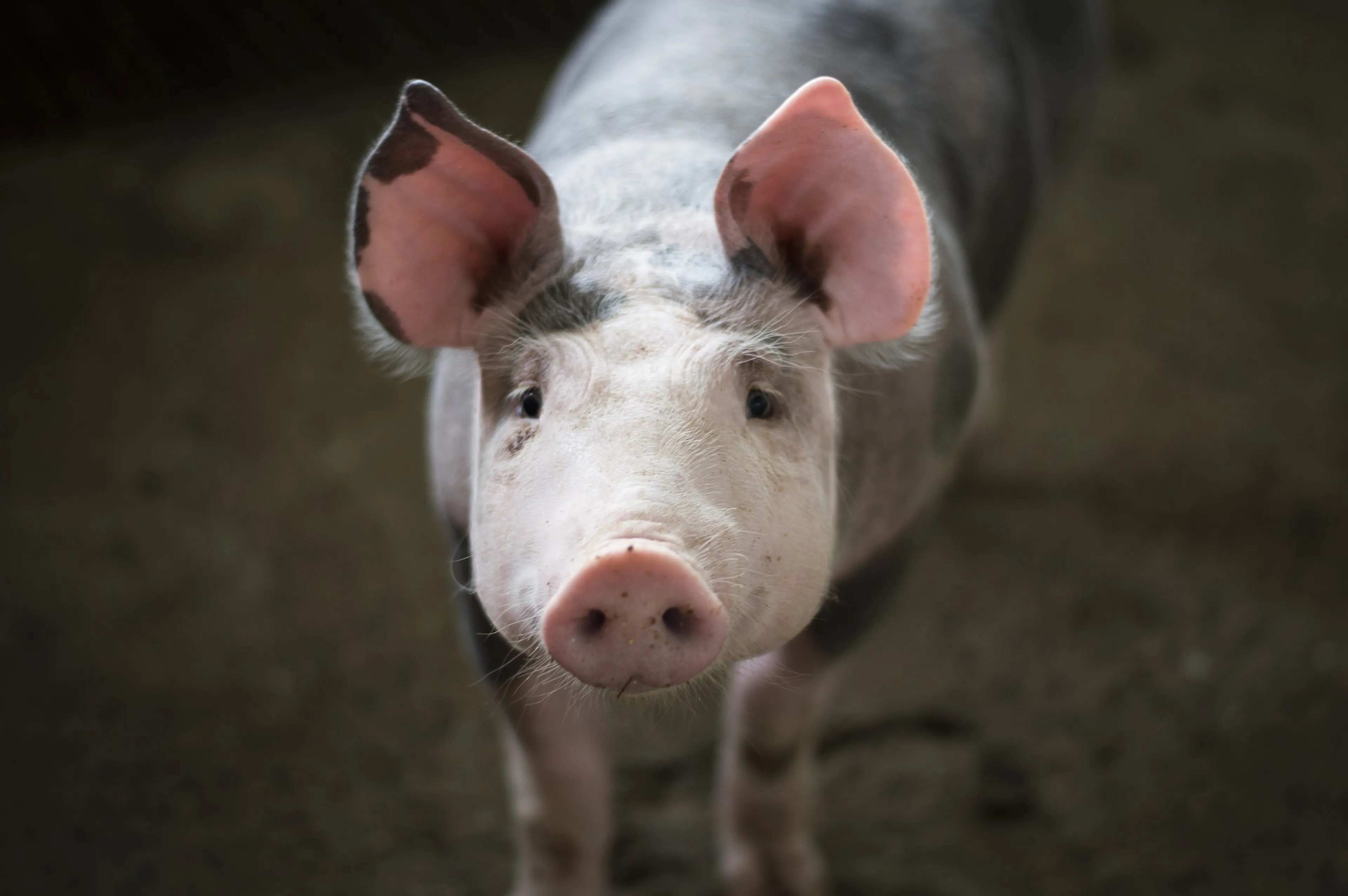Gruwelpraktijken in slachthuizen: 'Varkens vinden krijsend de dood in kokend water'