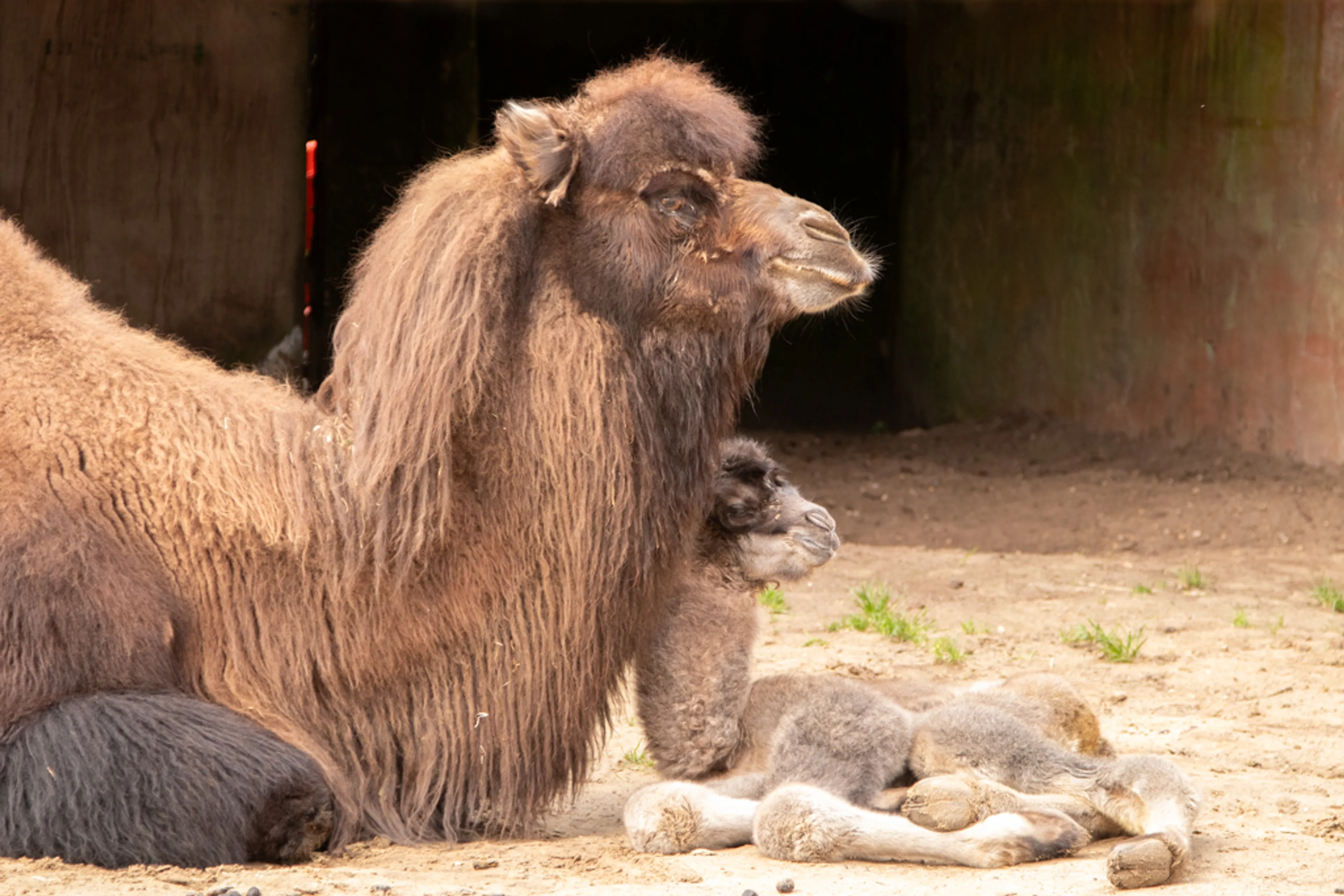 Wat schattig! Kameel geboren in DierenPark Amersfoort