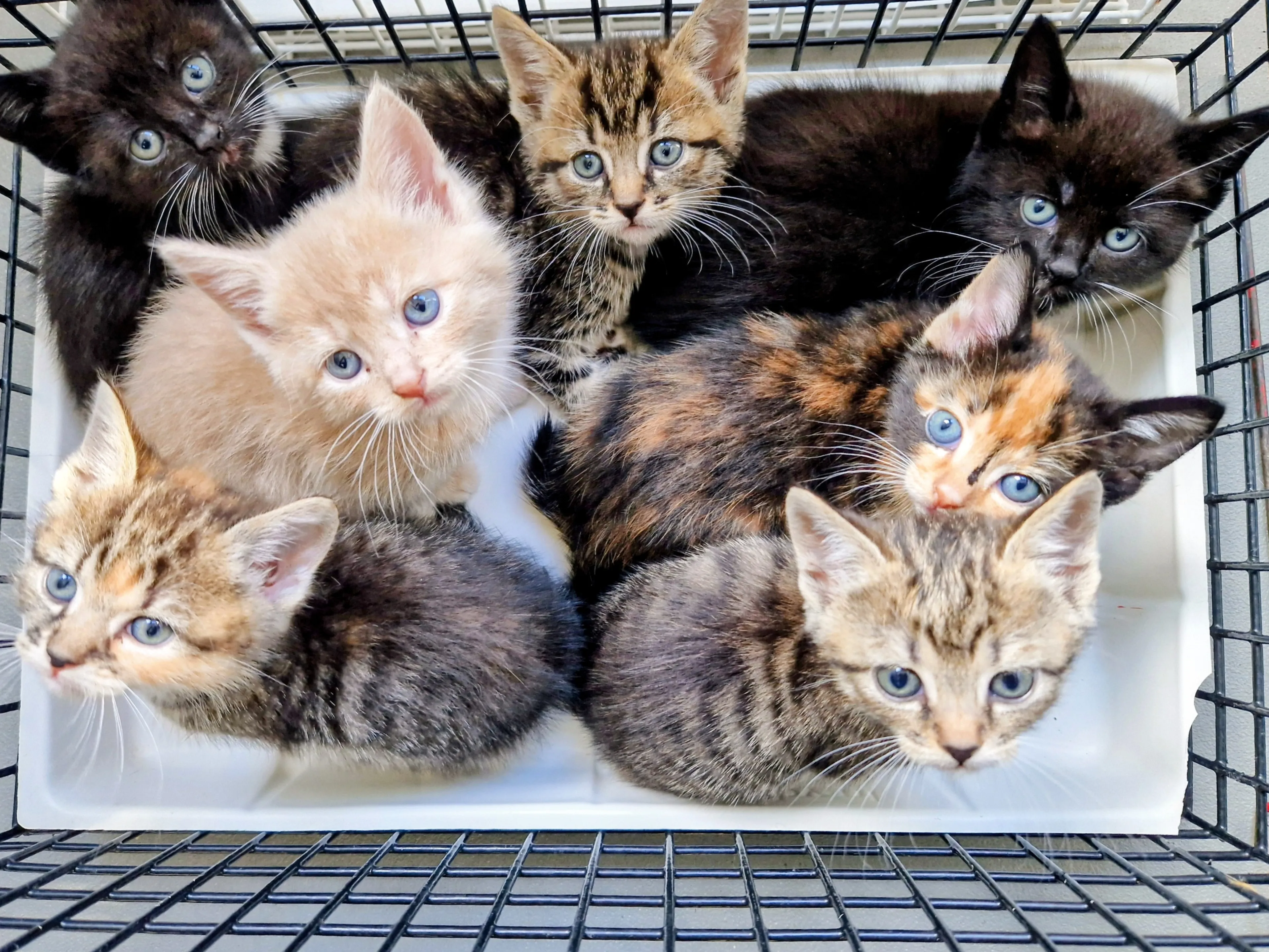 Zeven kittens in dichtgeritste tas achtergelaten in bos