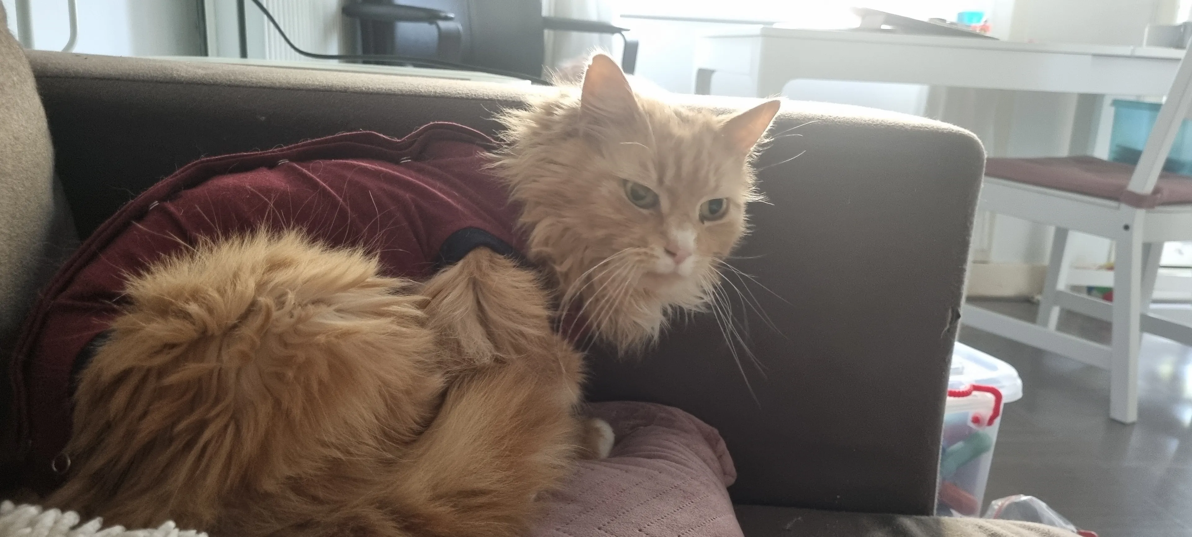 Gespietste kat Budha durft niet meer naar buiten: 'Ze wijkt niet van mijn zijde'