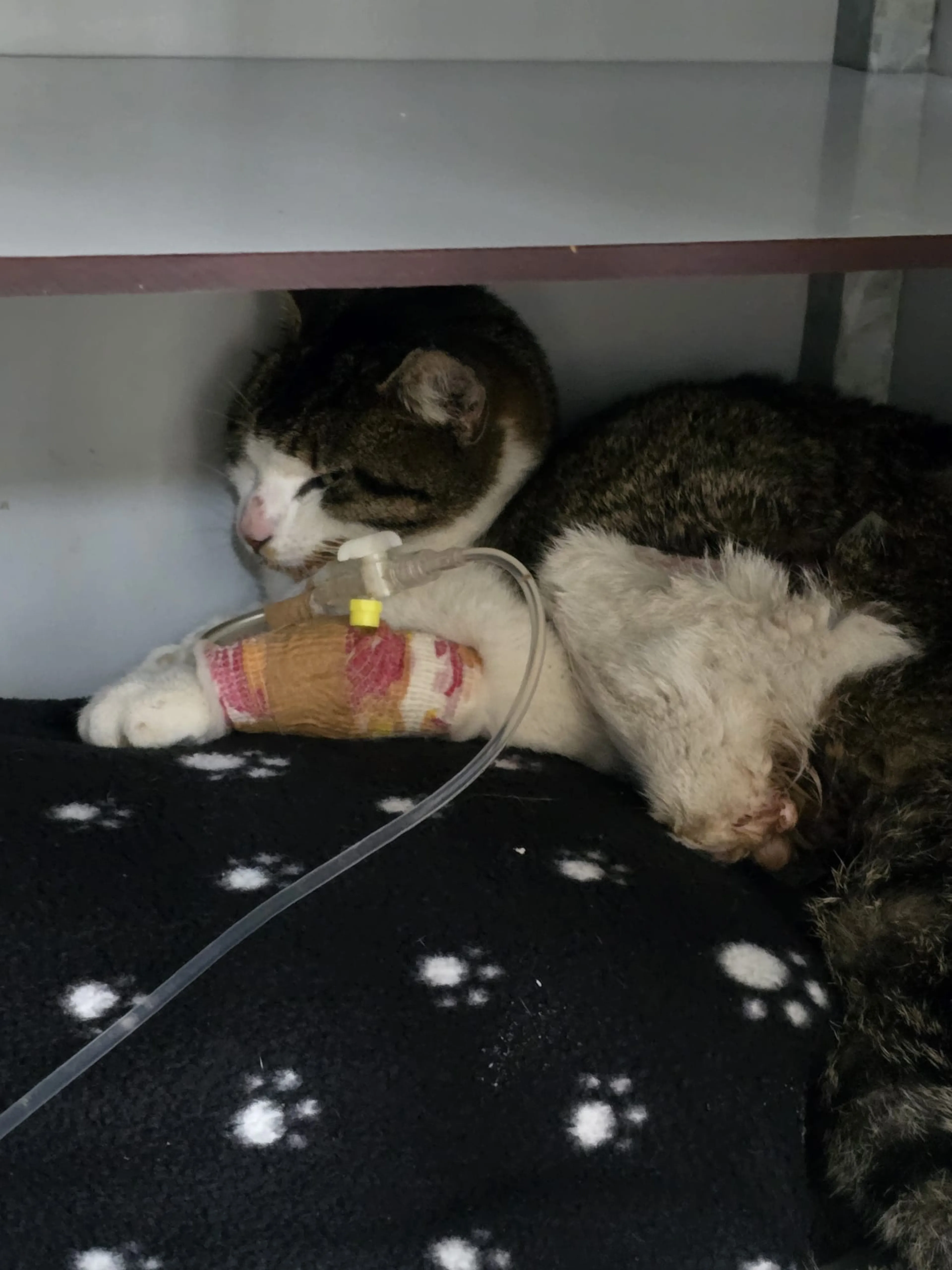 Poes in Waalwijk overleden na zware mishandeling: 'Stuk van poot afgeknipt'