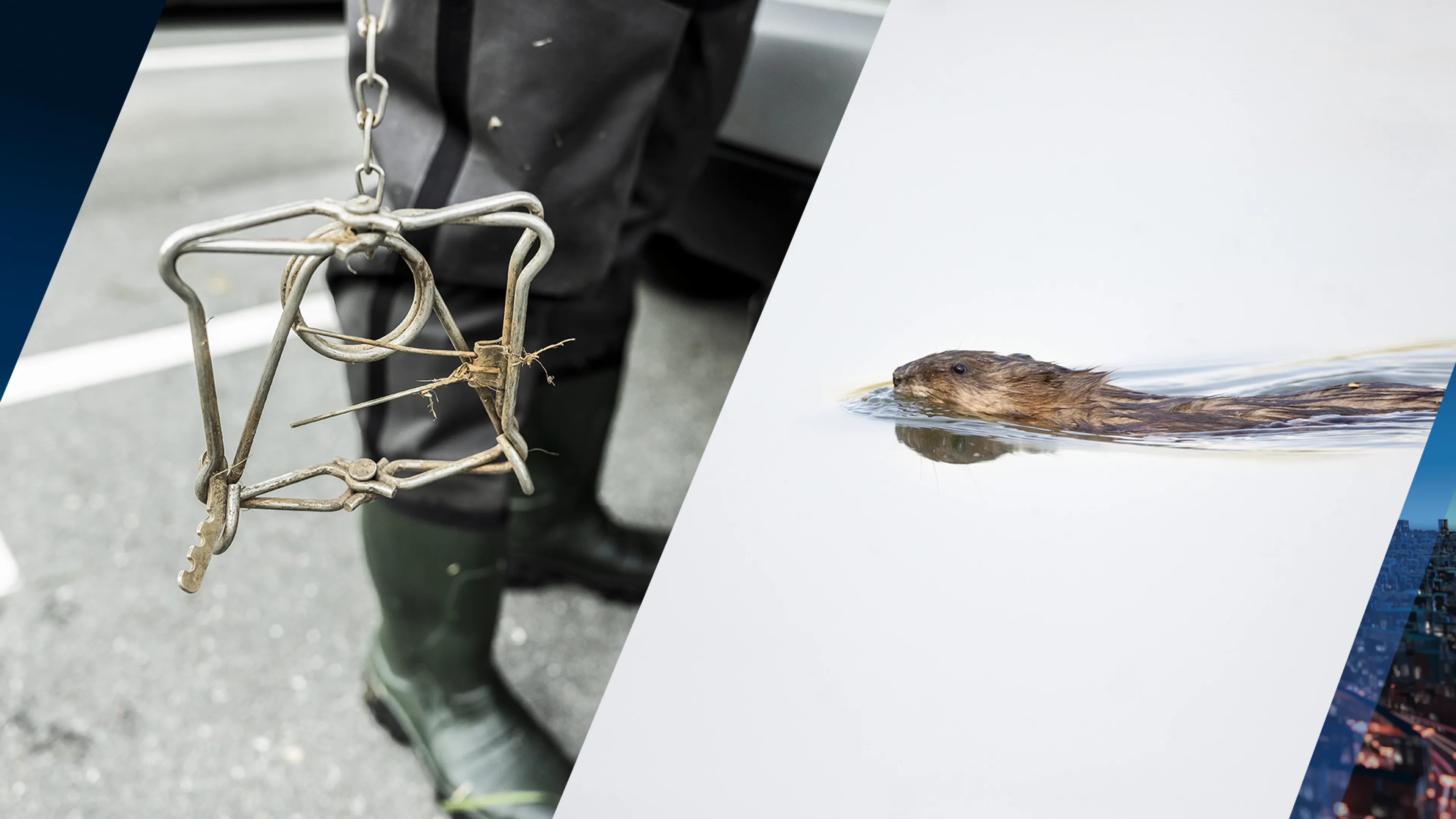 Waterschappen vangen duizenden muskusratten meer dan in 2022