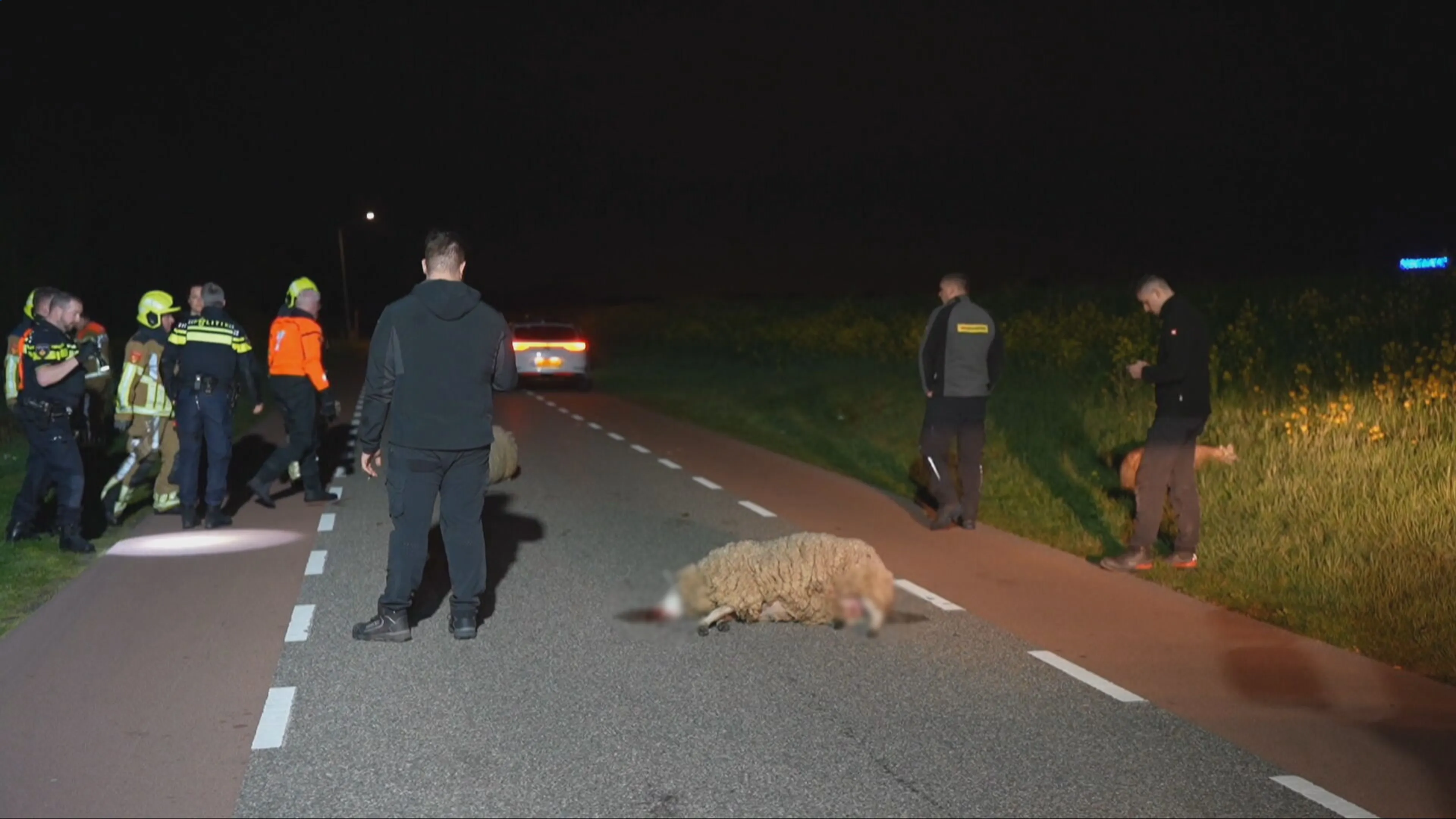 Automobilist rijdt vier schapen dood in Waalwijk en gaat ervandoor