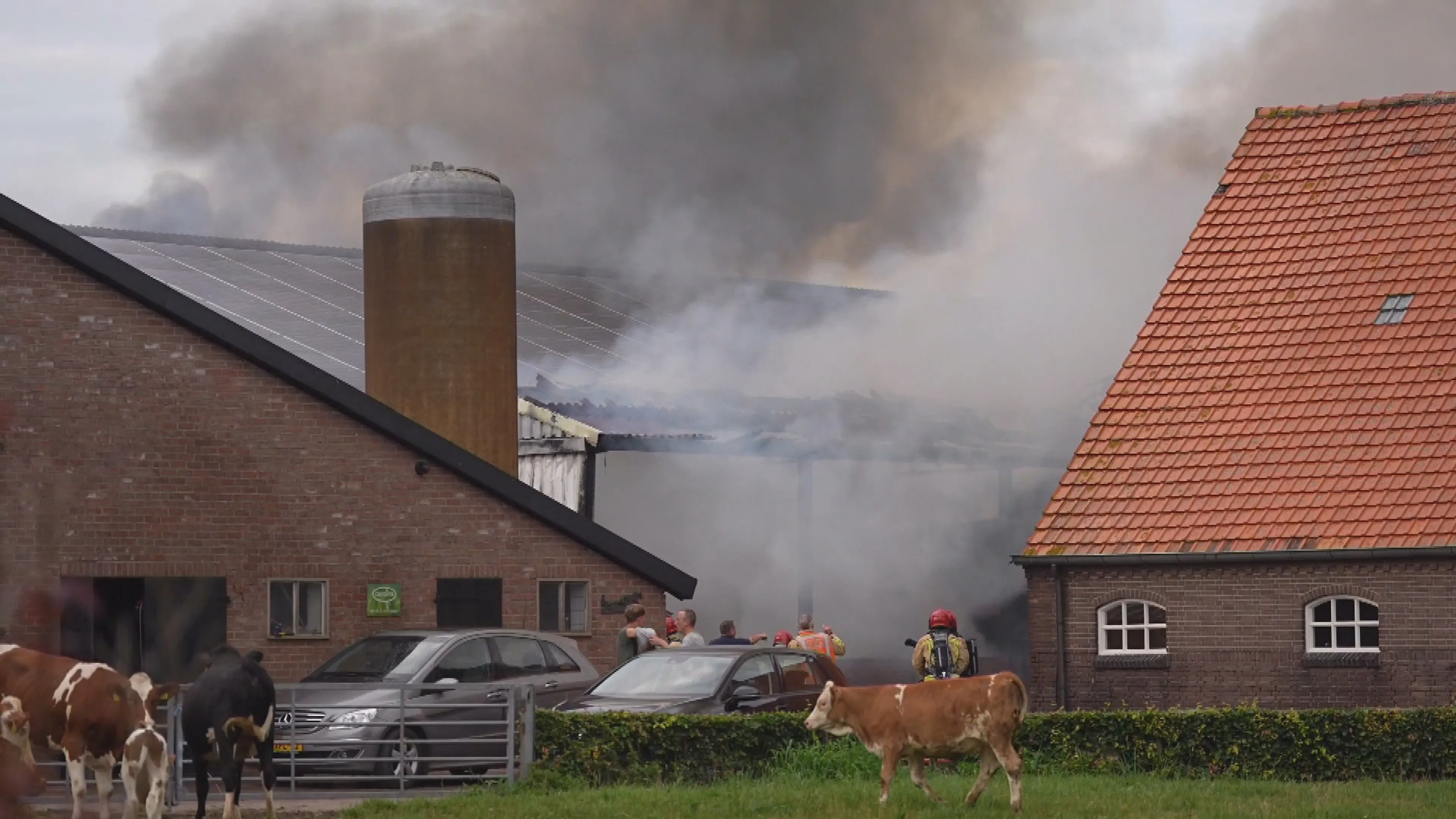 Grote brand in koeienstal in Mariahout, dieren uit stal gehaald