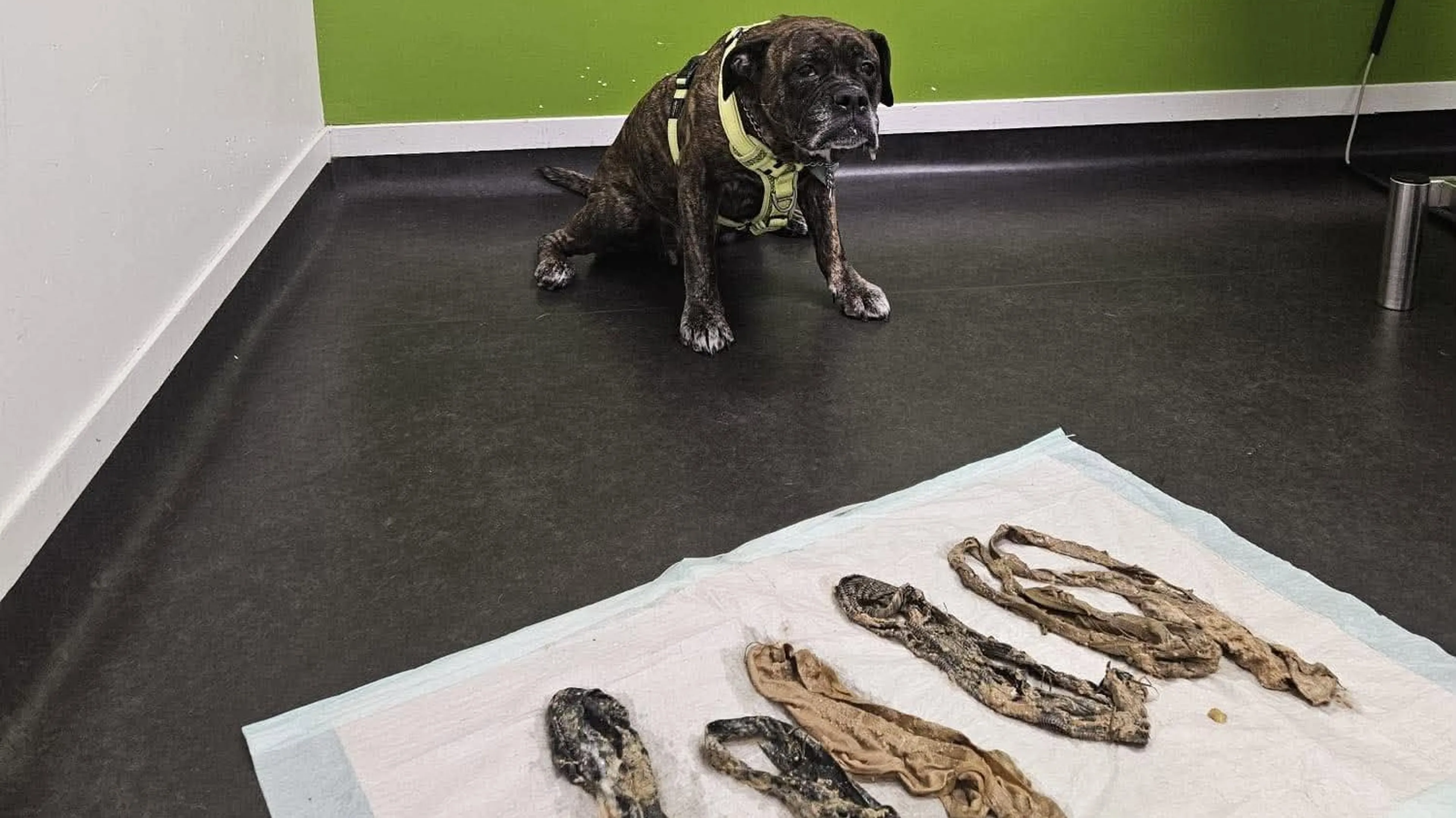 Hond uit Nunspeet eet zes onderbroeken op