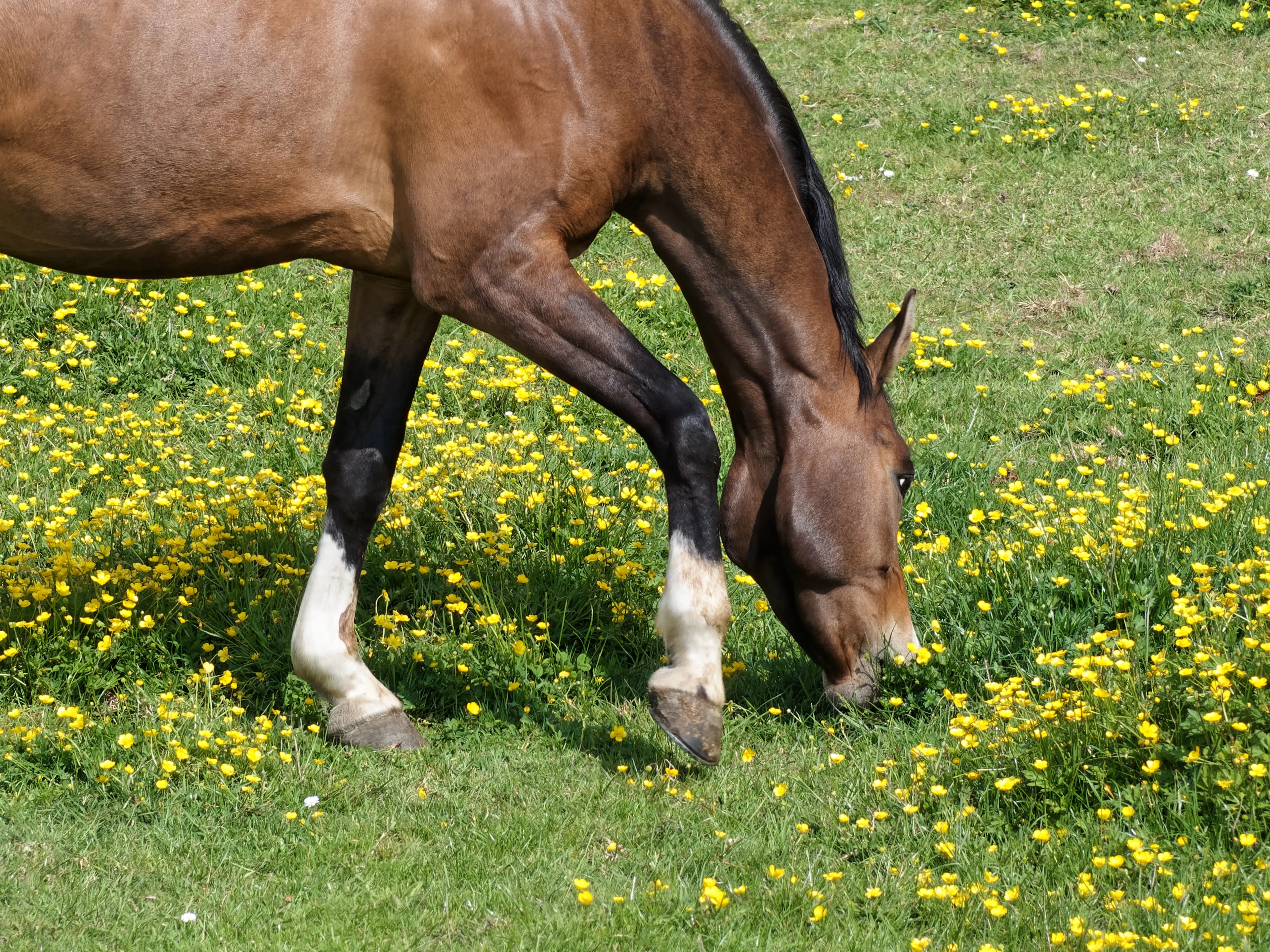 Westnijlvirus duikt op in Zuid-Holland, dit keer bij een paard
