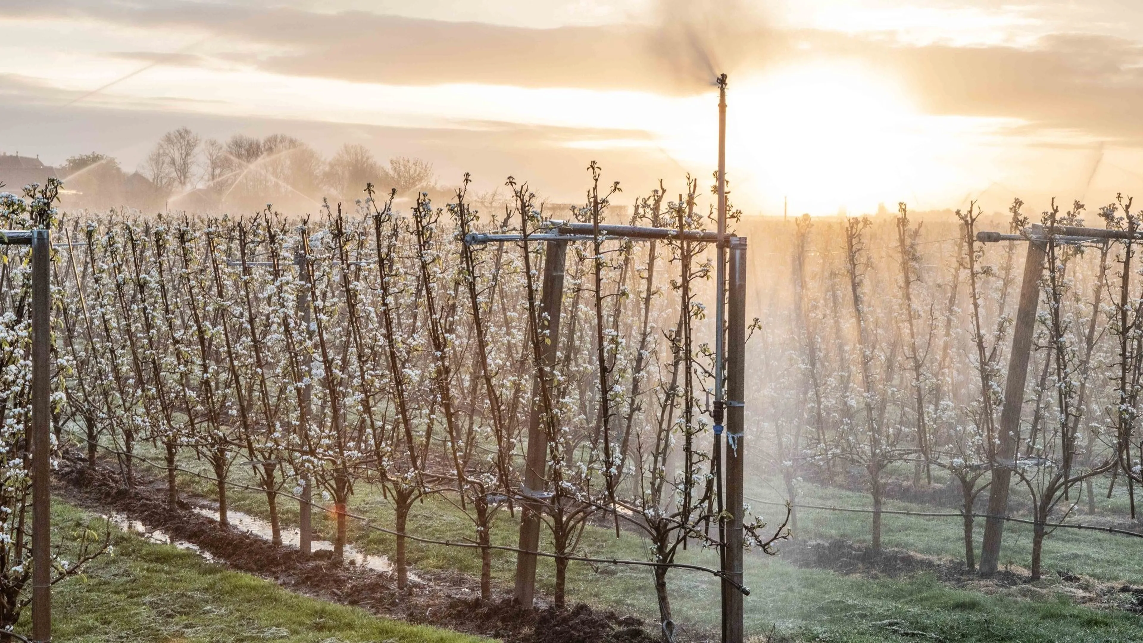 Spannende nacht voor fruittelers: nu al bloesem, maar ook nog vorst