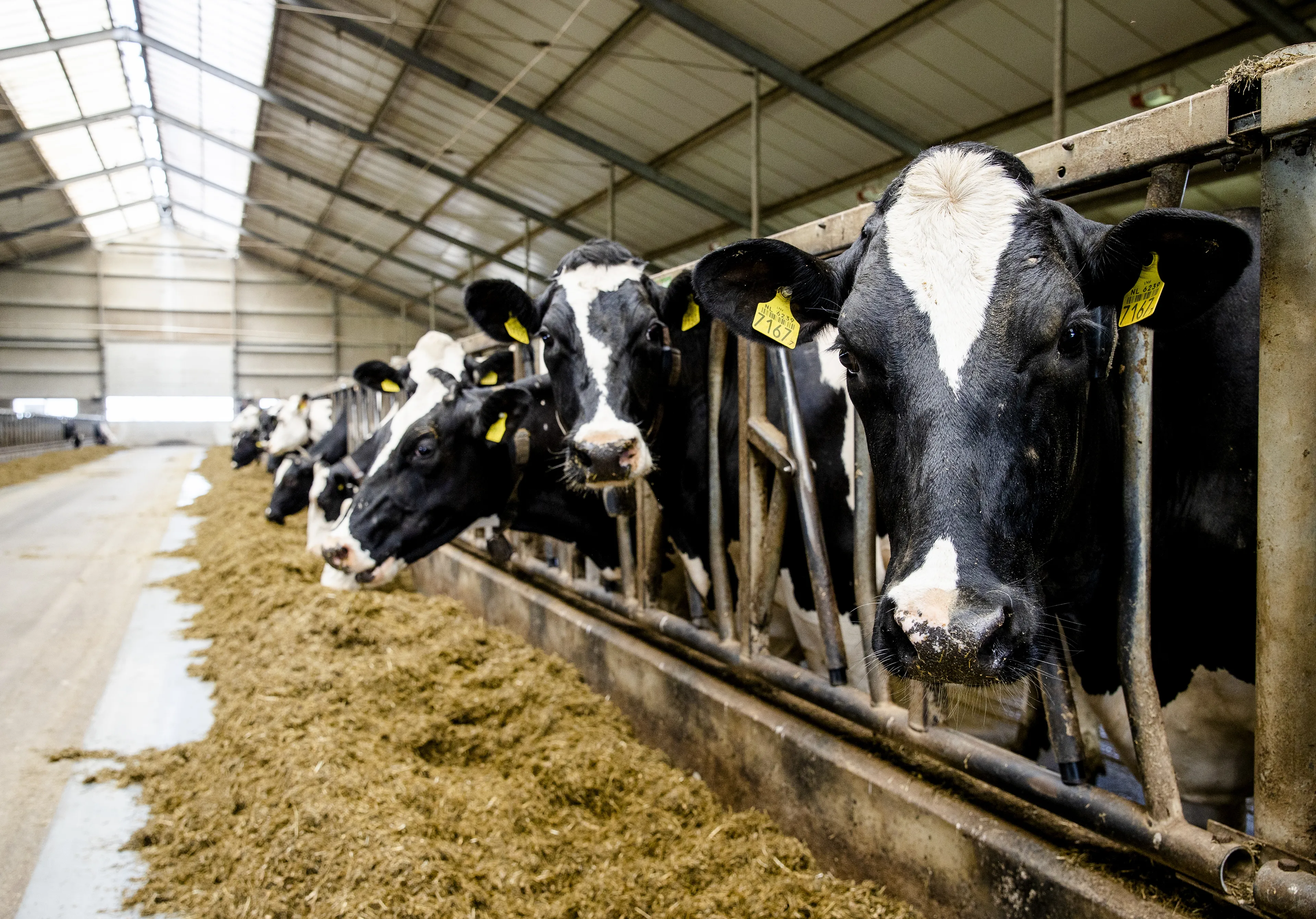 'Gedwongen krimp veestapel voorlopig nodig voor stikstofdoel'