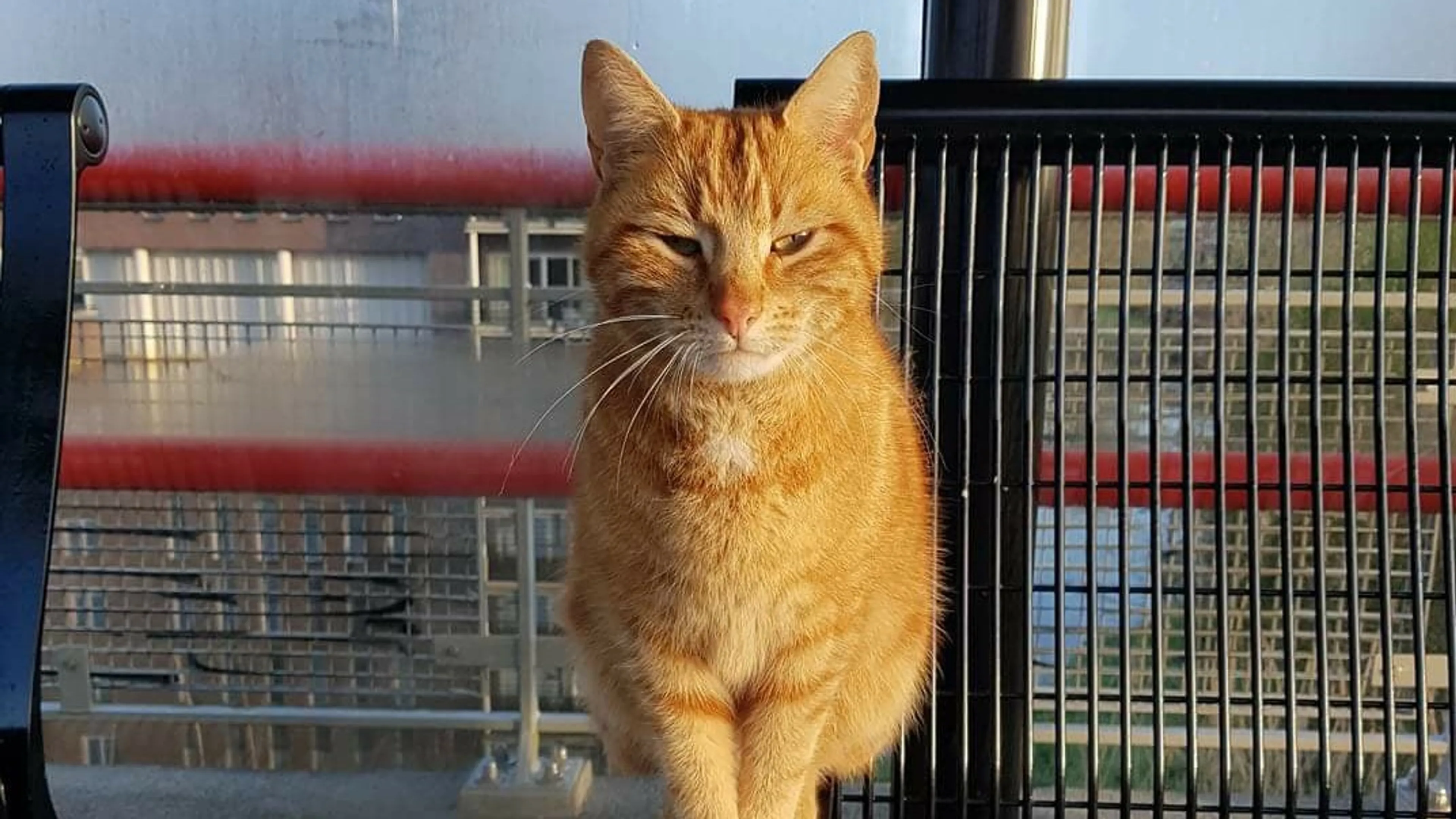 Mogelijk ontvoerde kat Brammetje terecht: 'Hij zit weer in het zonnetje'
