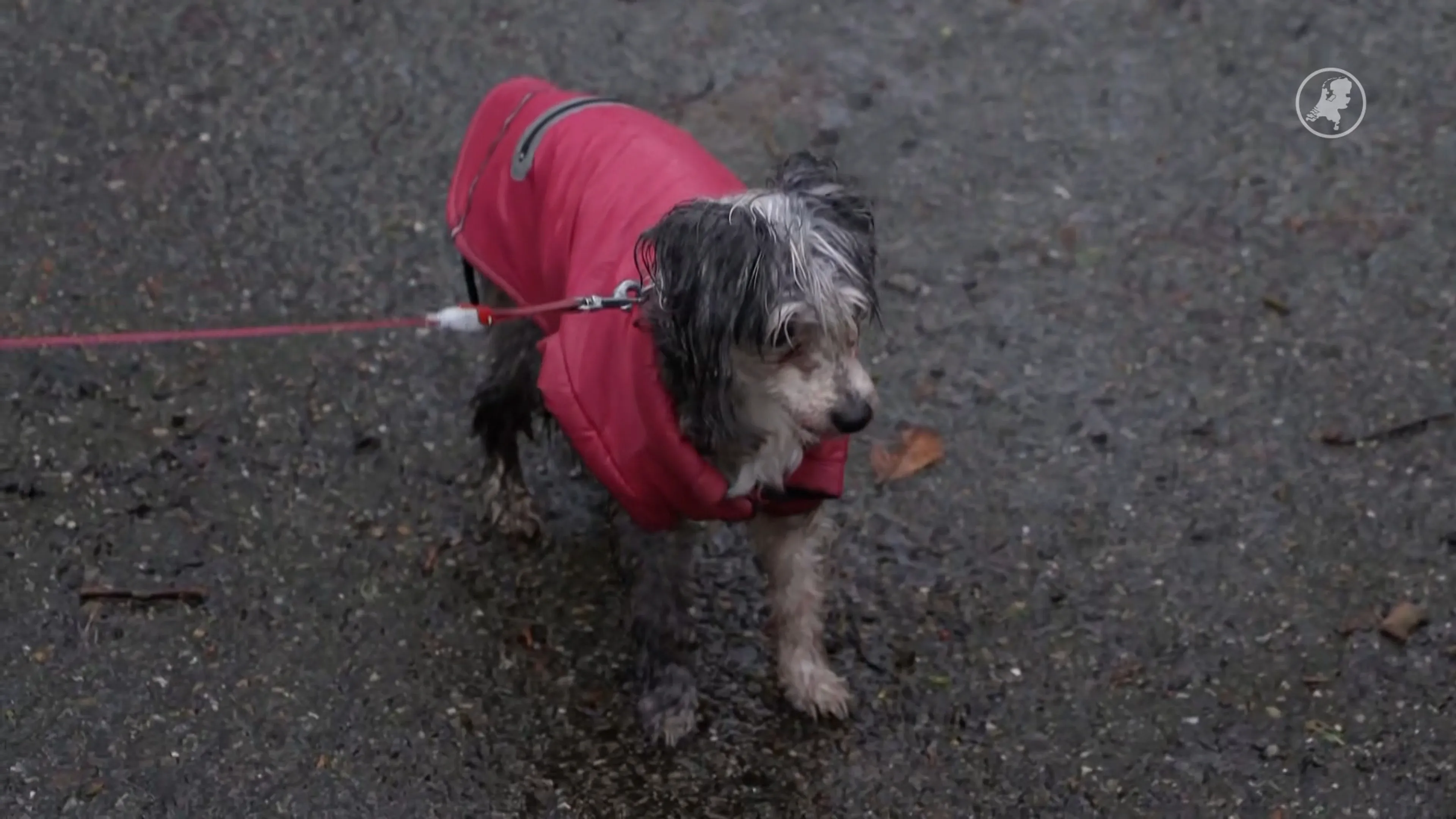 Hondenpoep zorgt voor te veel stikstof: bos bij Breda deels dicht voor honden