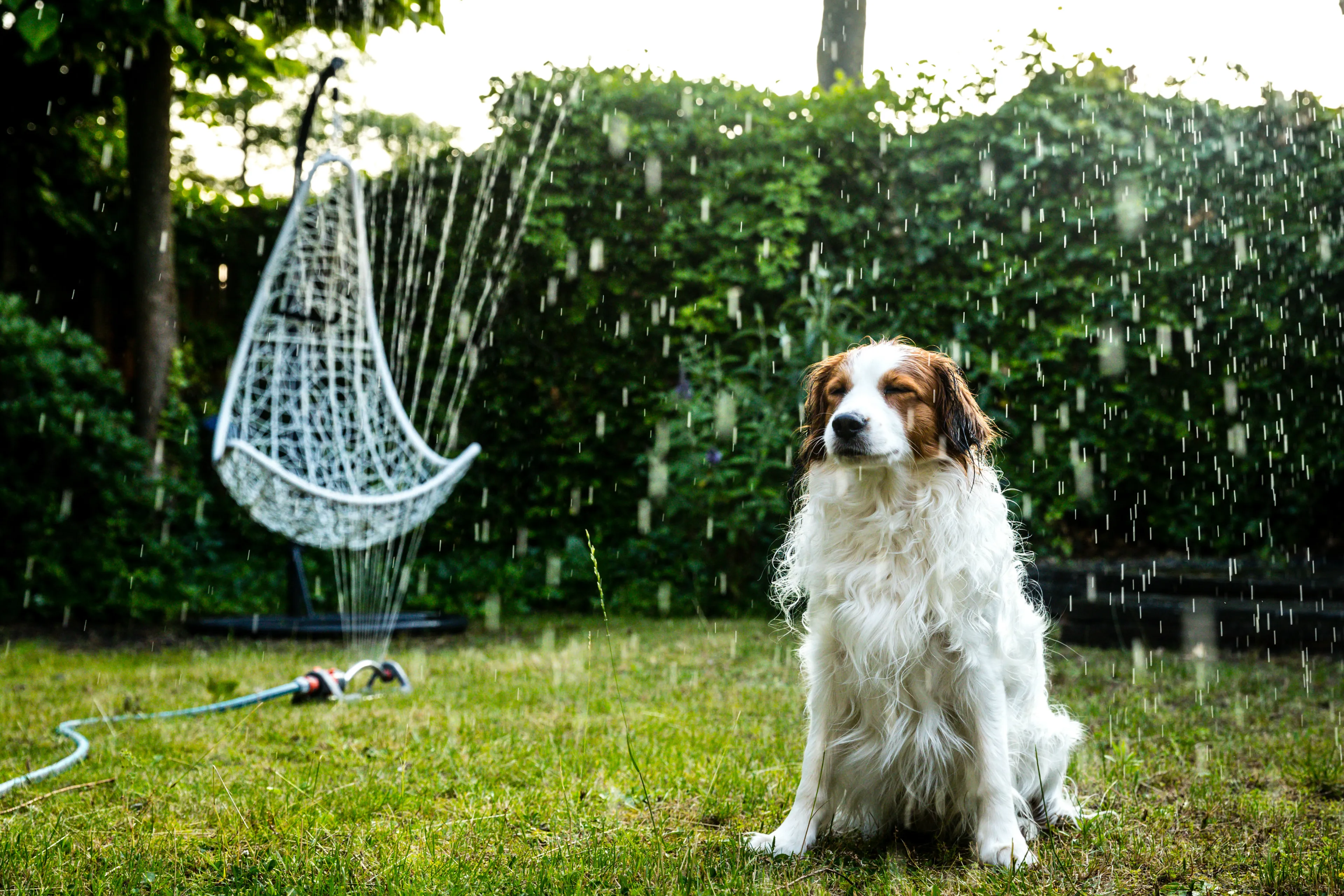 Hondje schrikt van vuurwerkknal en verdrinkt in vijver