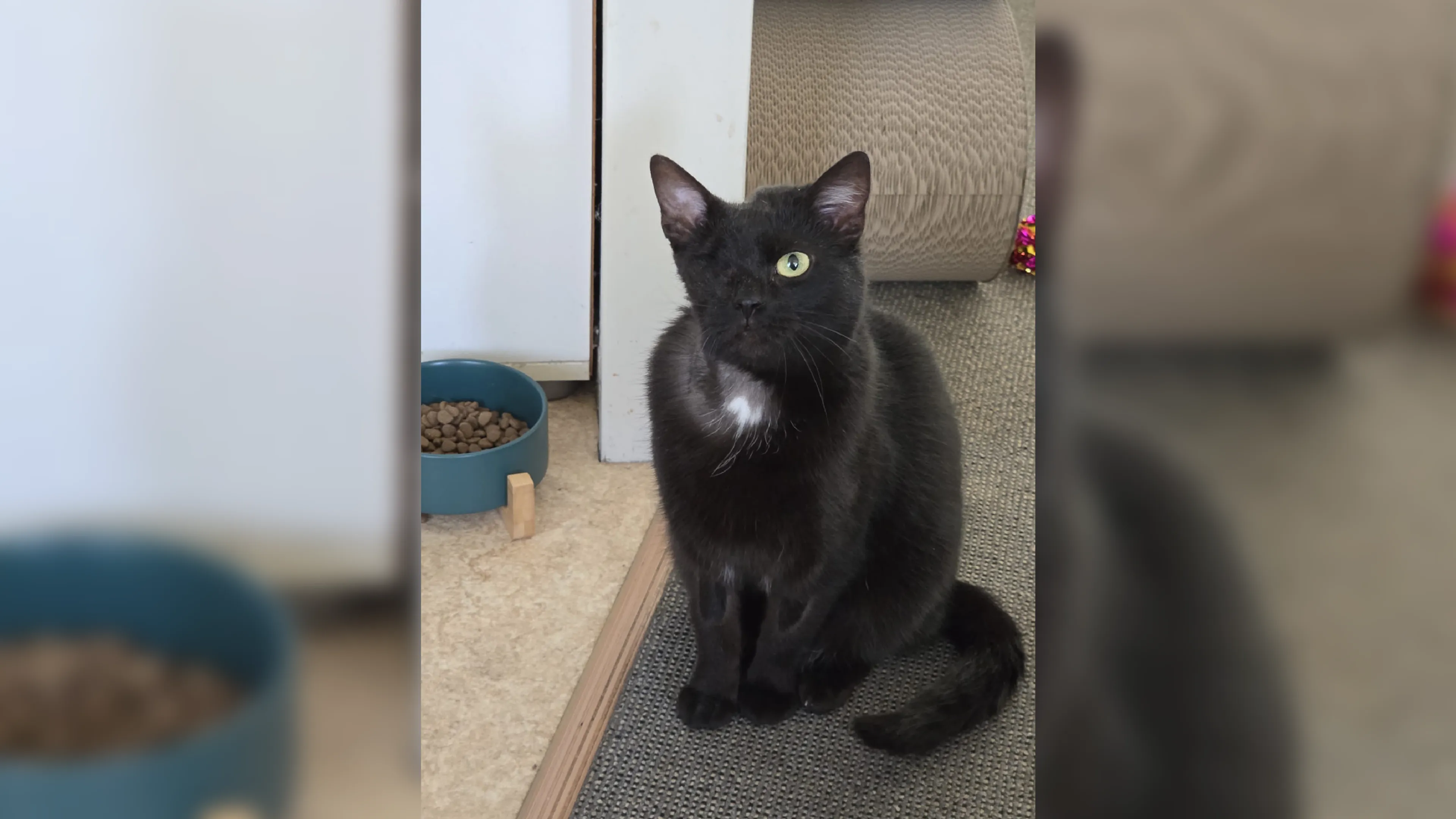 Beschoten poes Bambi eindelijk geadopteerd: 'Gouden mandje gevonden'
