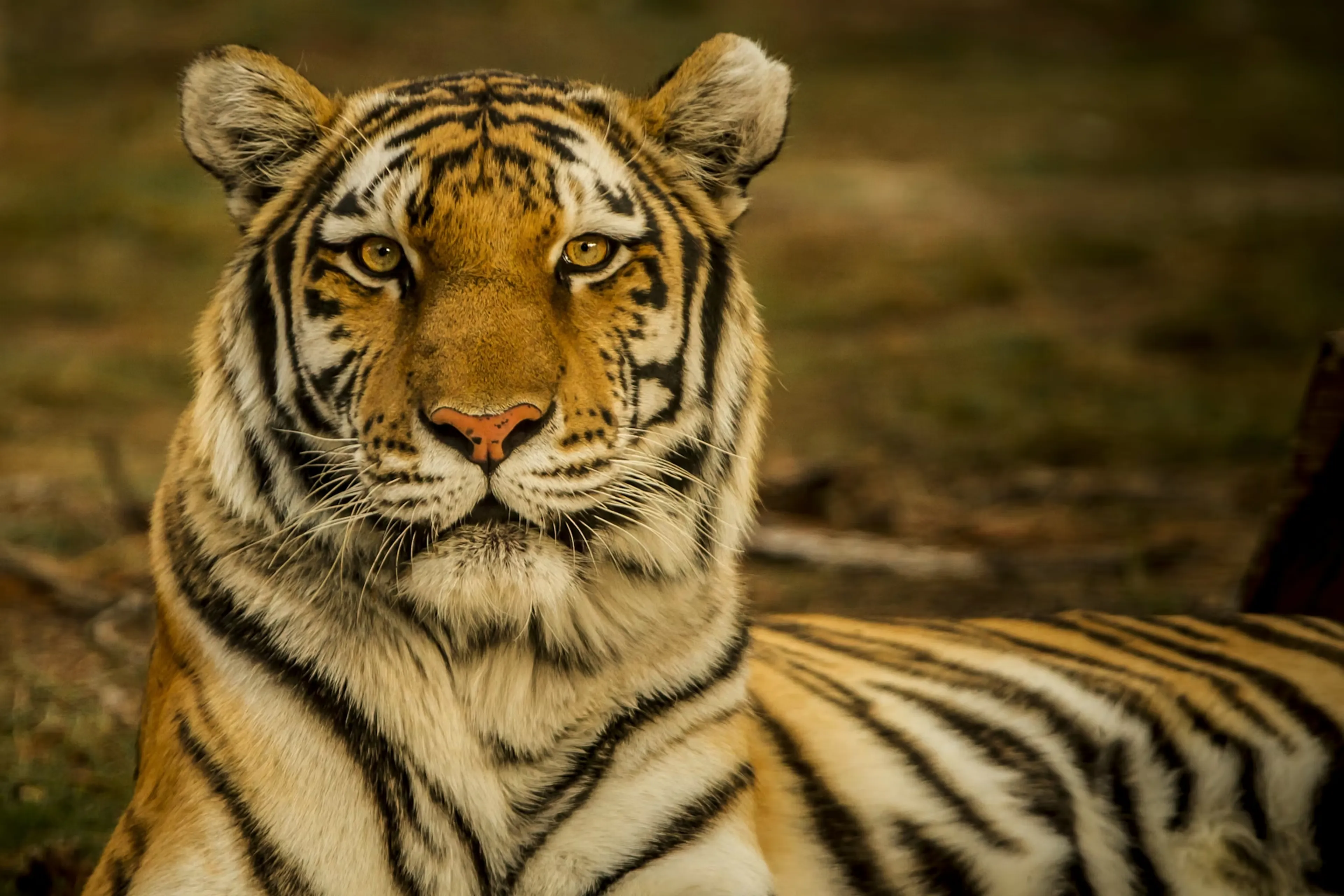 Siberische tijger overleden in AquaZoo in Leeuwarden