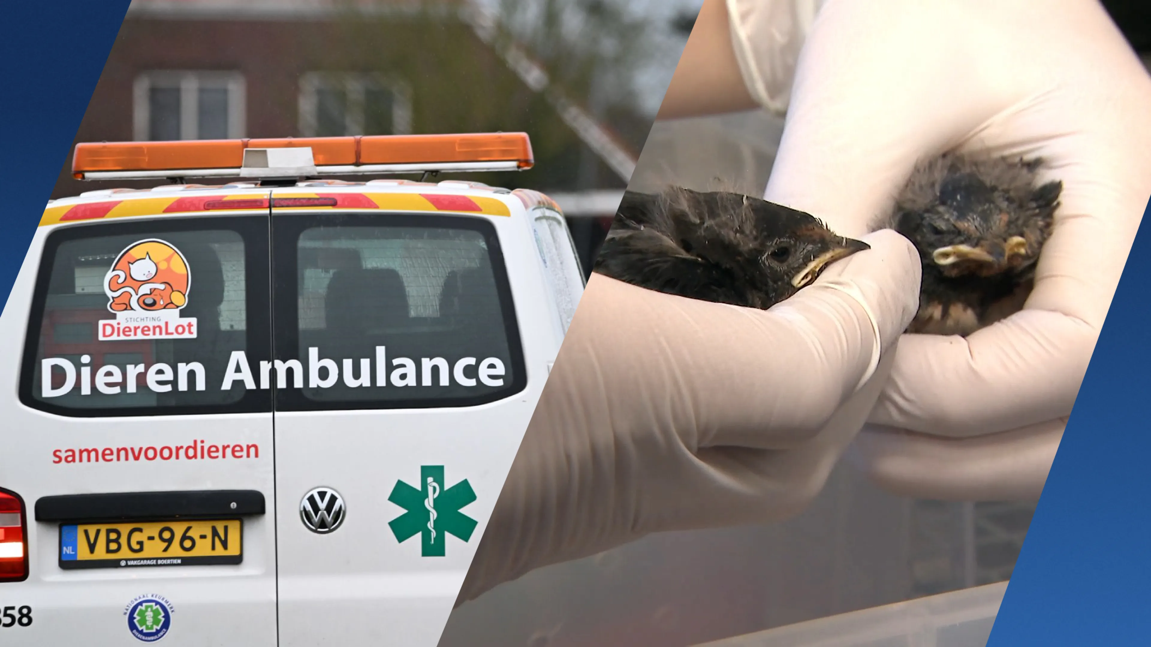 Dierenambulance platgebeld vanwege hitte, drukte bij vogelhospitaal in Naarden