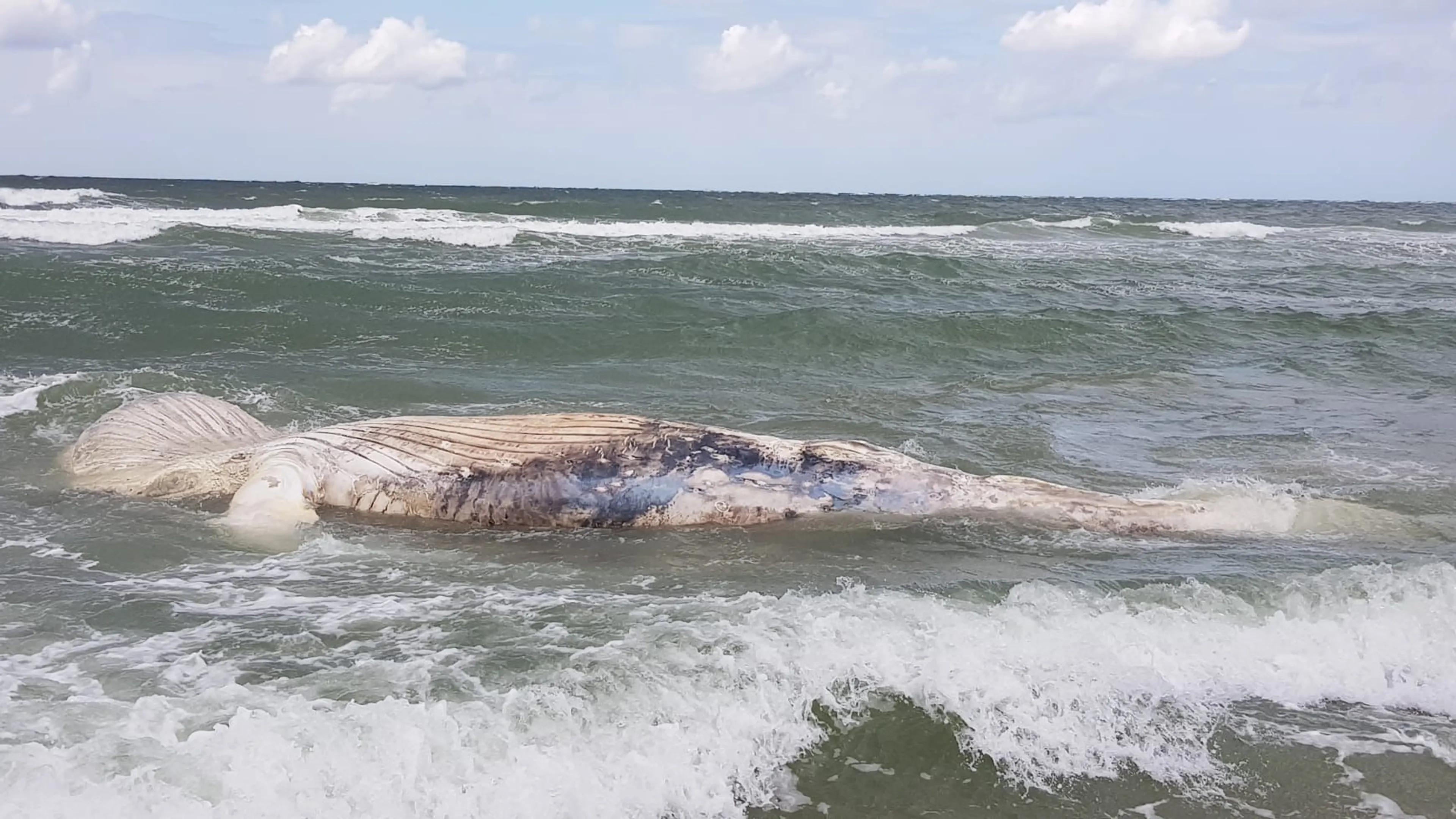 Overleden bultrugwalvis spoelt aan op strand Burgh-Haamstede