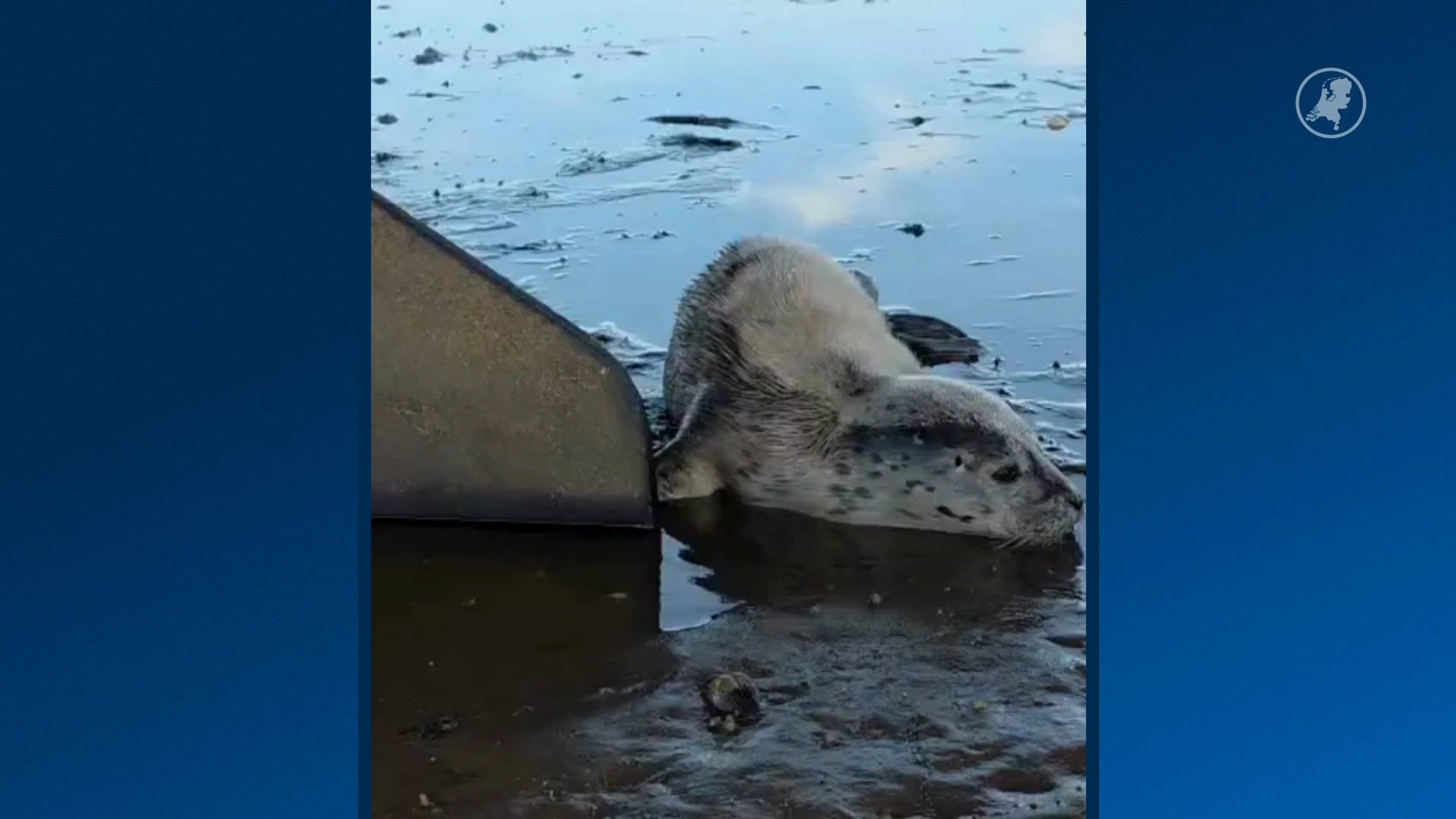 Zeehondenpupje zoekt moeder