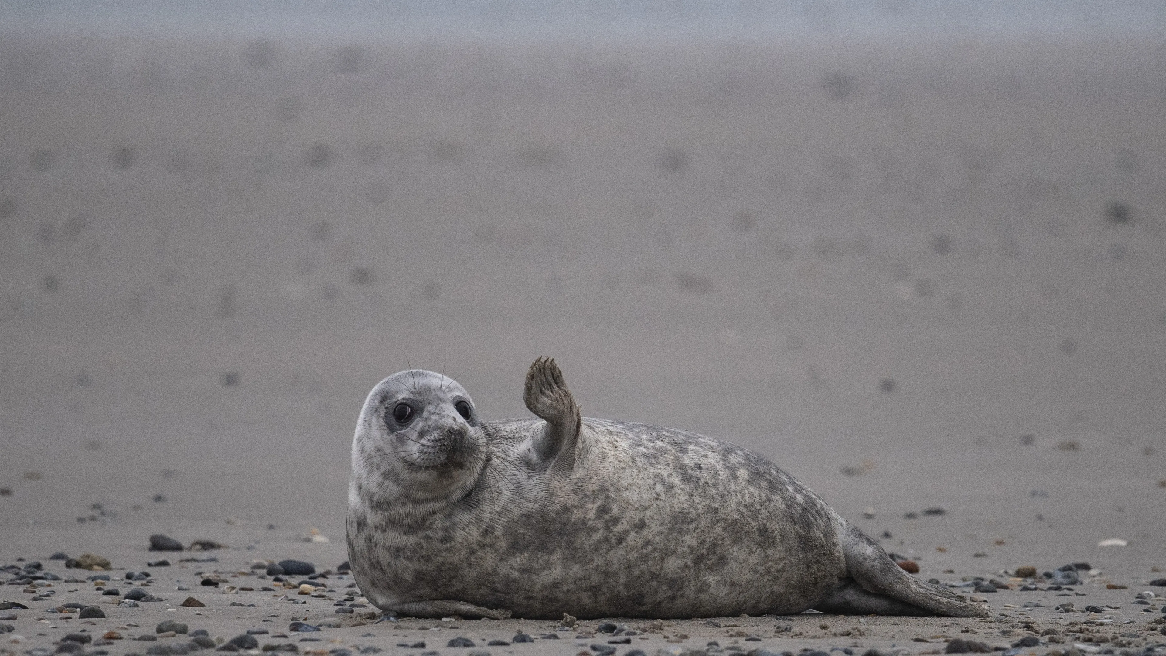 Sluiting Pieterburen dreigt: kunnen andere centra zeehonden opvangen?