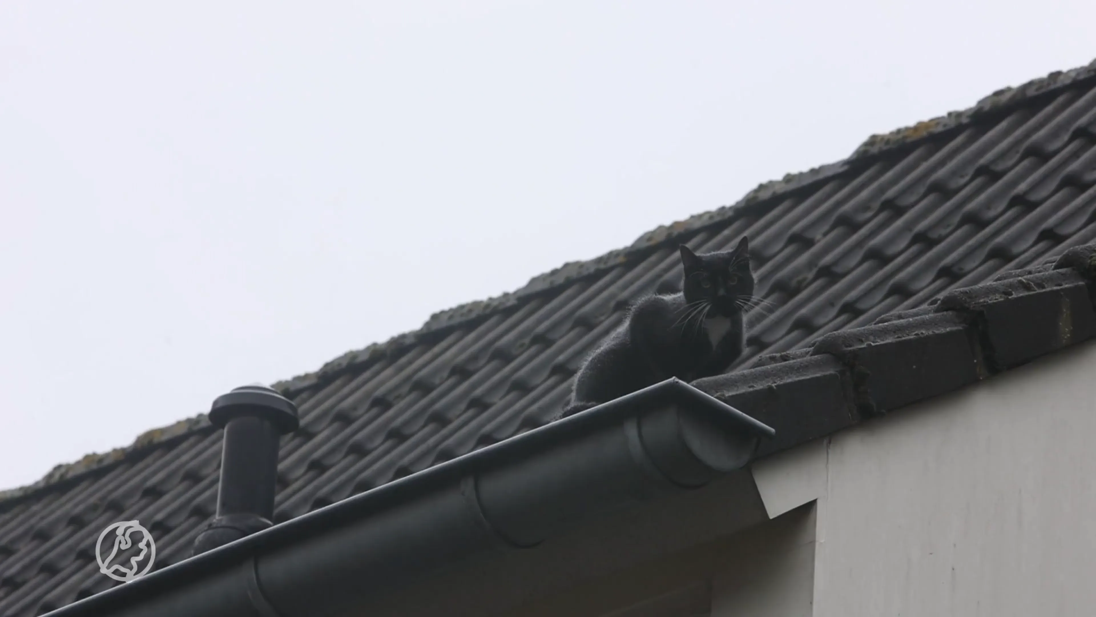 Kater Bob zit vast op dak en houdt buurt in Vught wakker met gemiauw