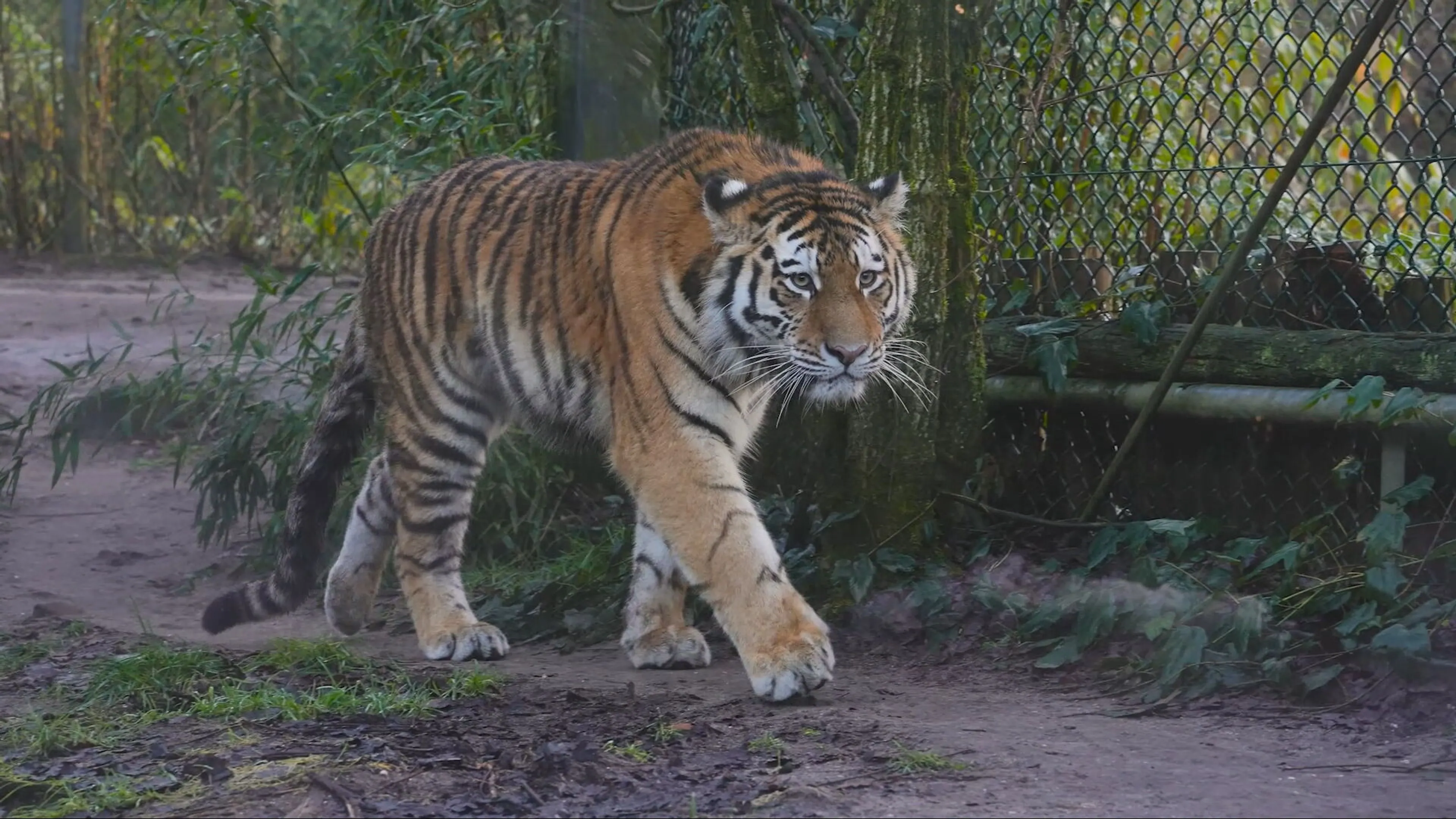 Siberische tijger Anya nieuwste aanwinst DierenPark Amersfoort