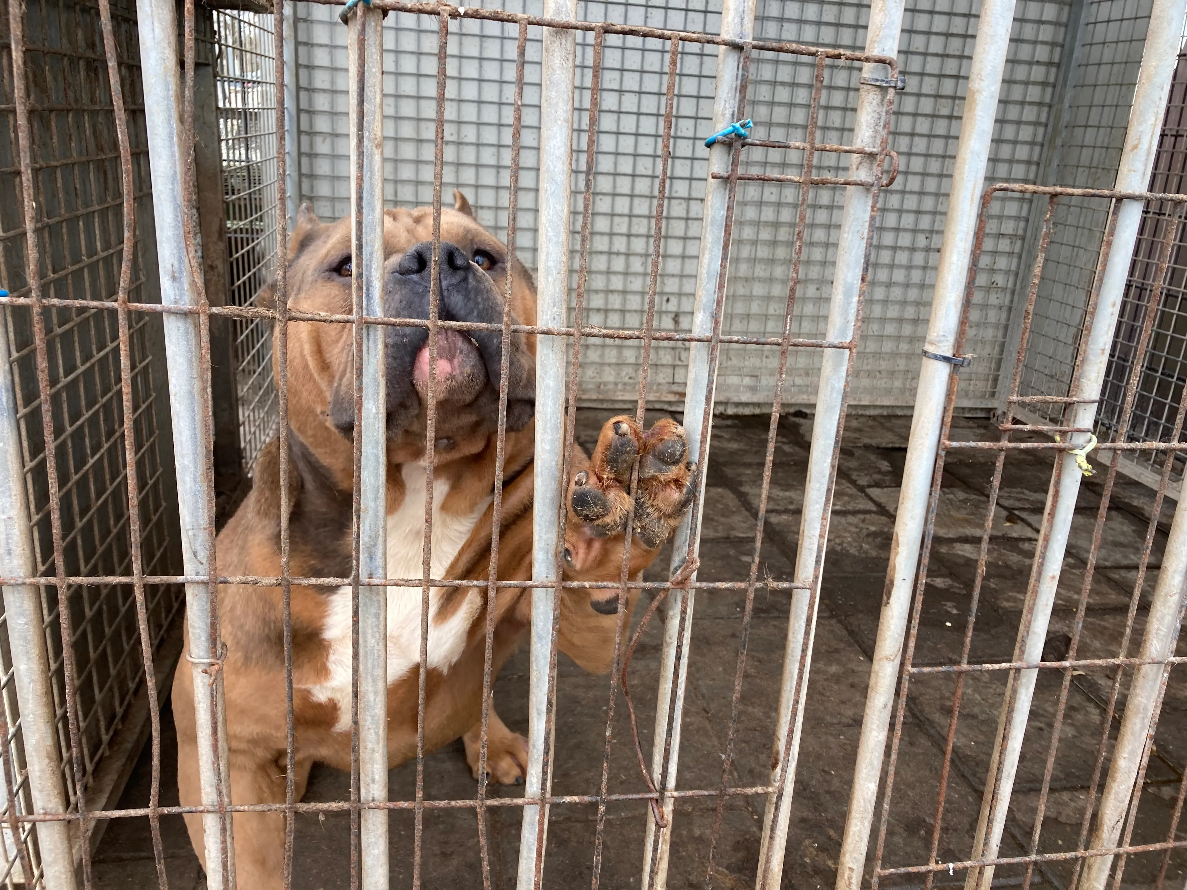 Inspectie neemt zes honden af van fokker in Venray om misstanden