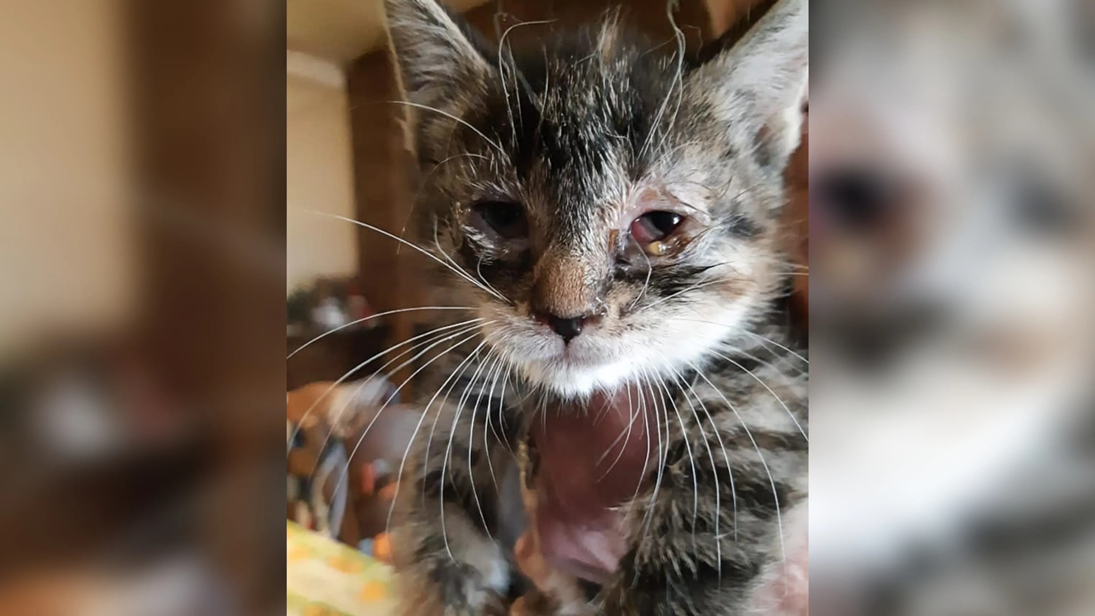 Dierenpolitie vindt 25 verwaarloosde katten in zwaar vervuilde woning in Tilburg