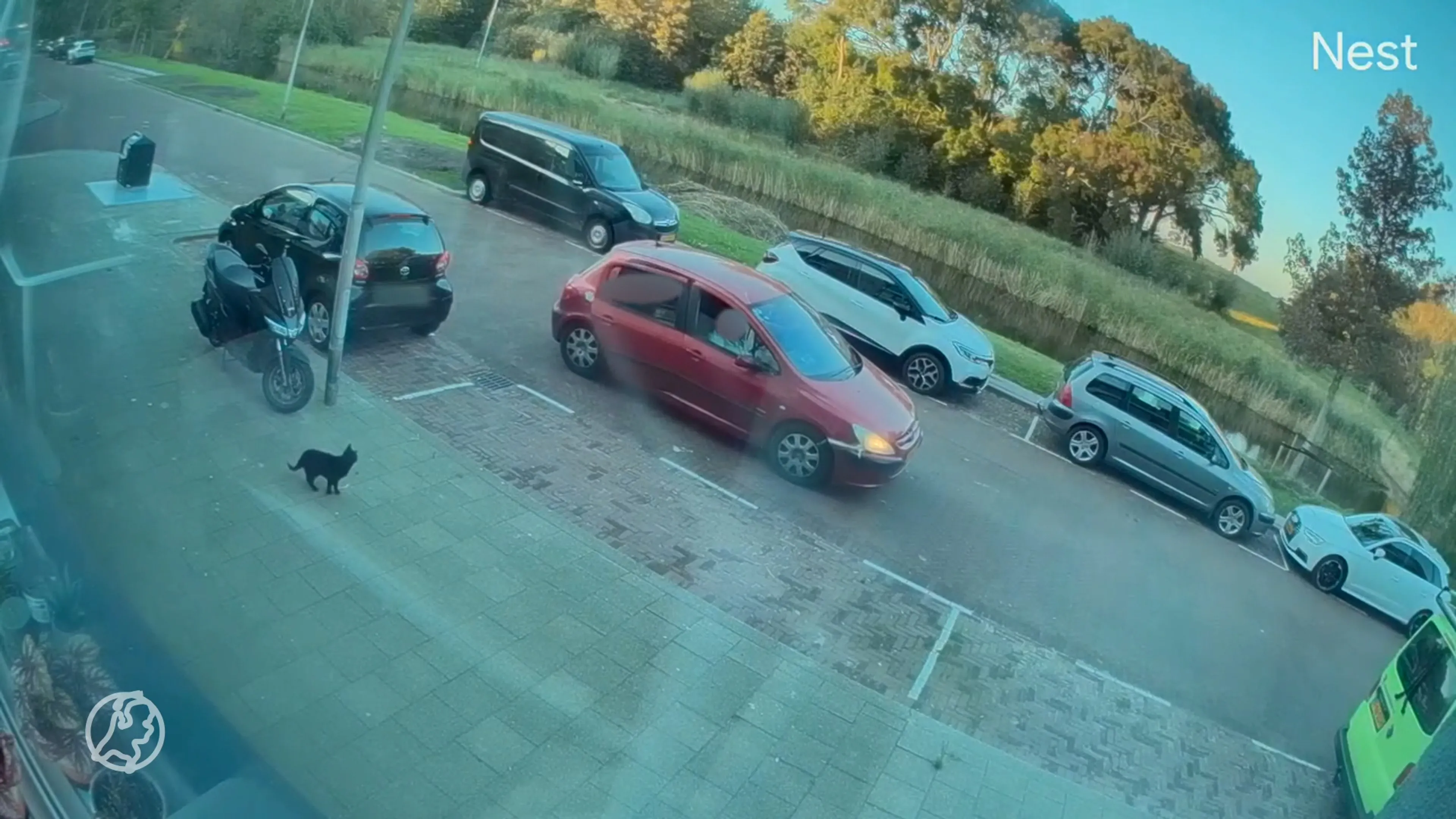Kat Mickey op klaarlichte dag ontvoerd in Rozenburg