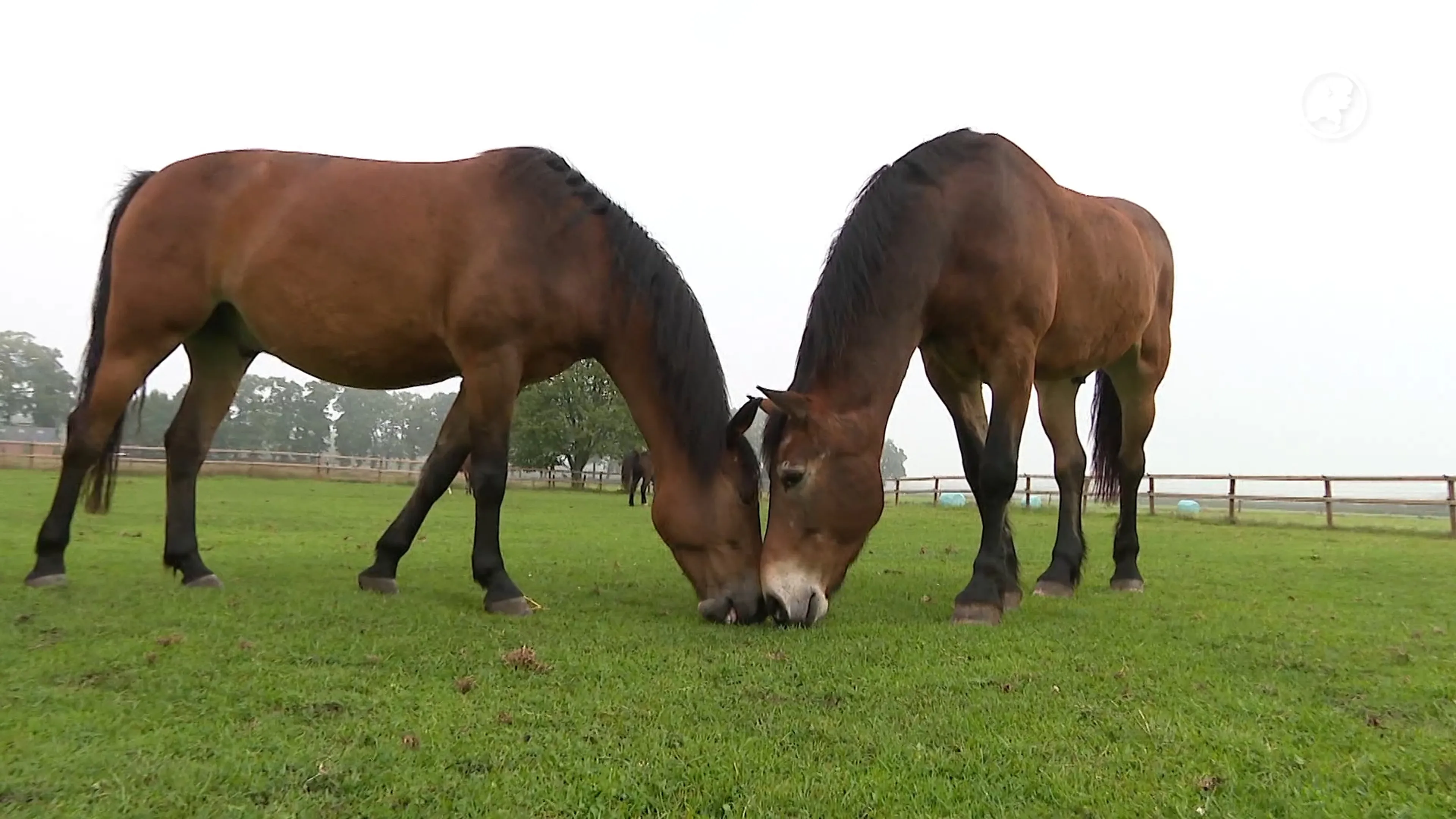 Ook paarden zijn niet graag alleen, en dus daten ze