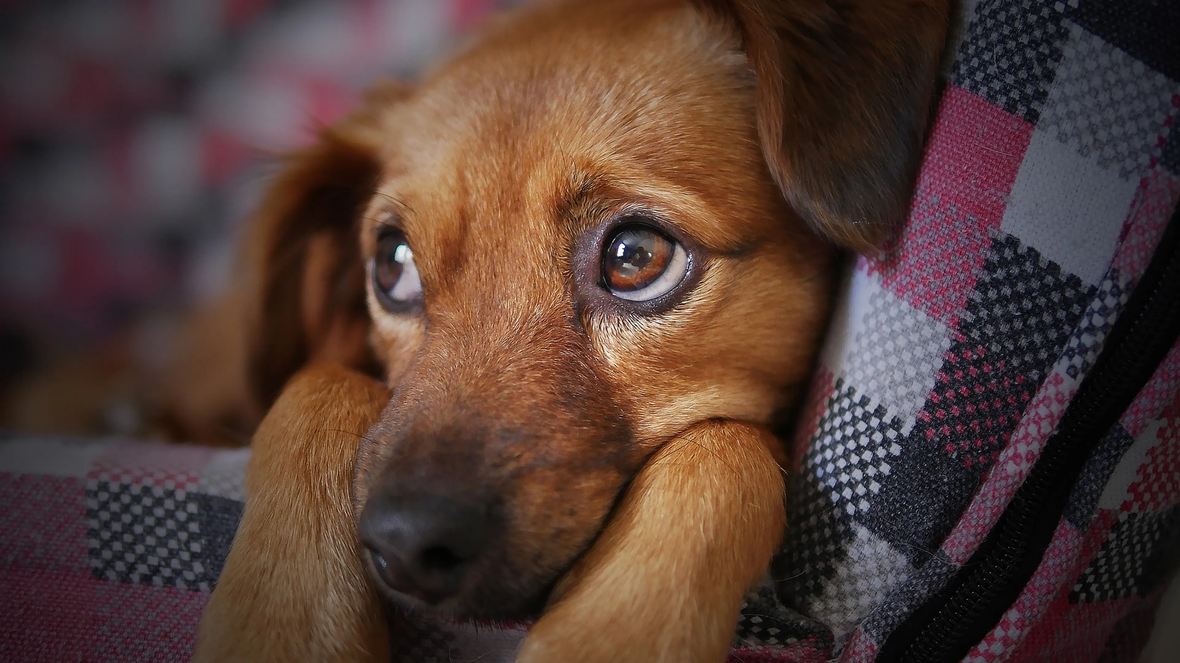Kwart hondenbaasjes regelt niets voor hond bij overlijden, en dat kan fout gaan
