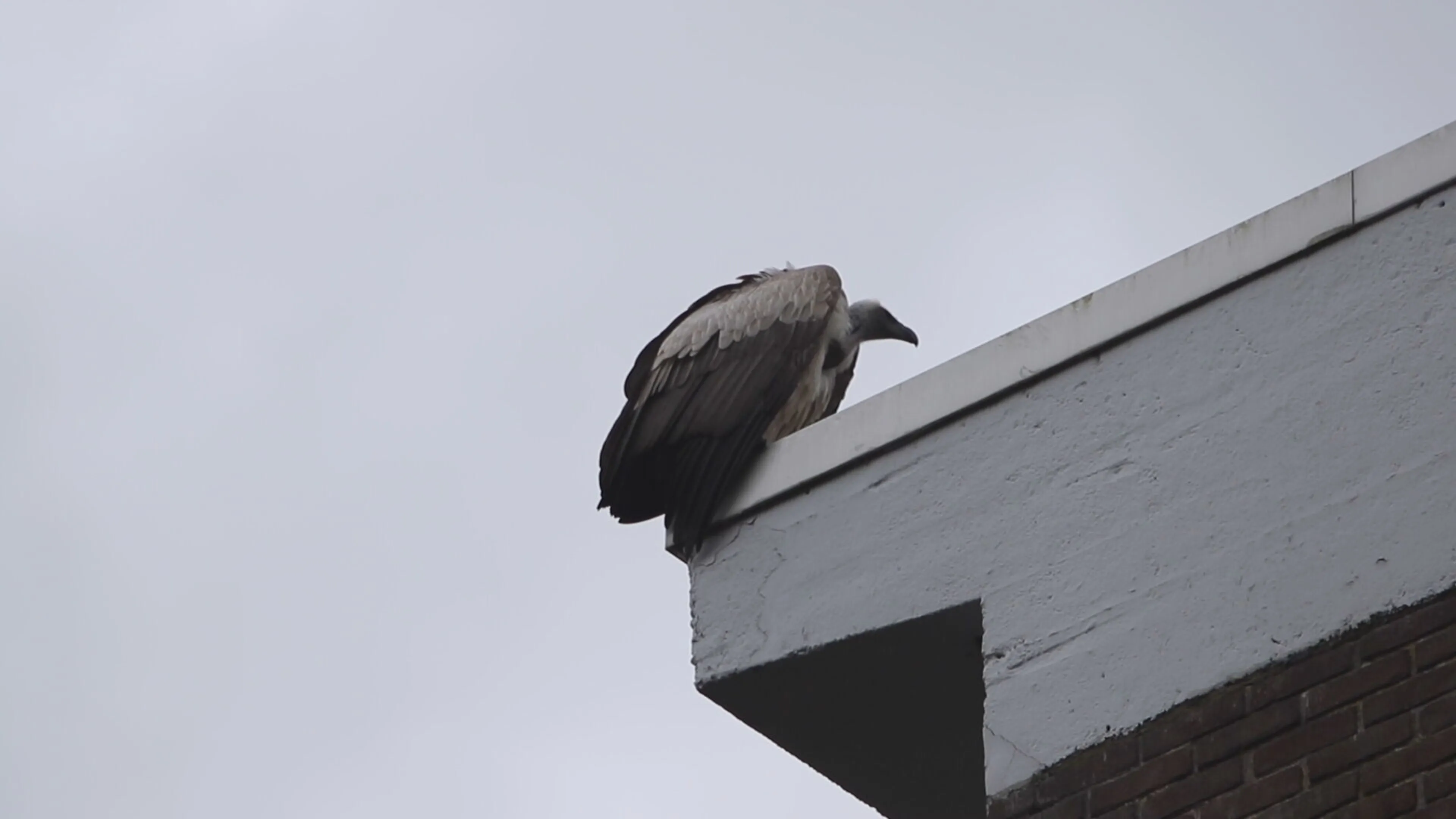 Grote gier neemt de vleugels na oefenrondje bij Diergaarde Blijdorp Rotterdam