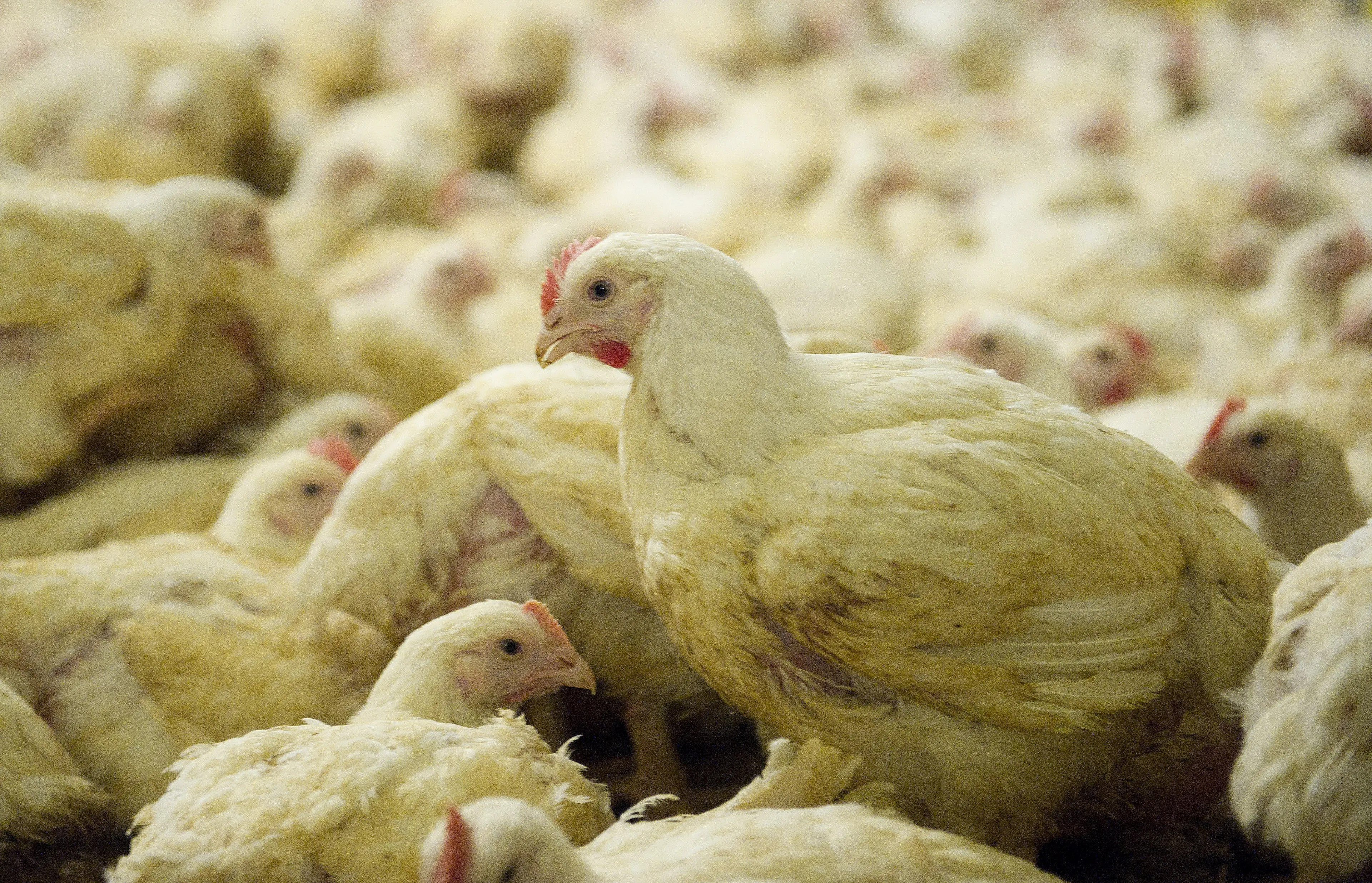 Vogelgriep vastgesteld in Friese Marrum, 80.000 vleeskuikens geruimd