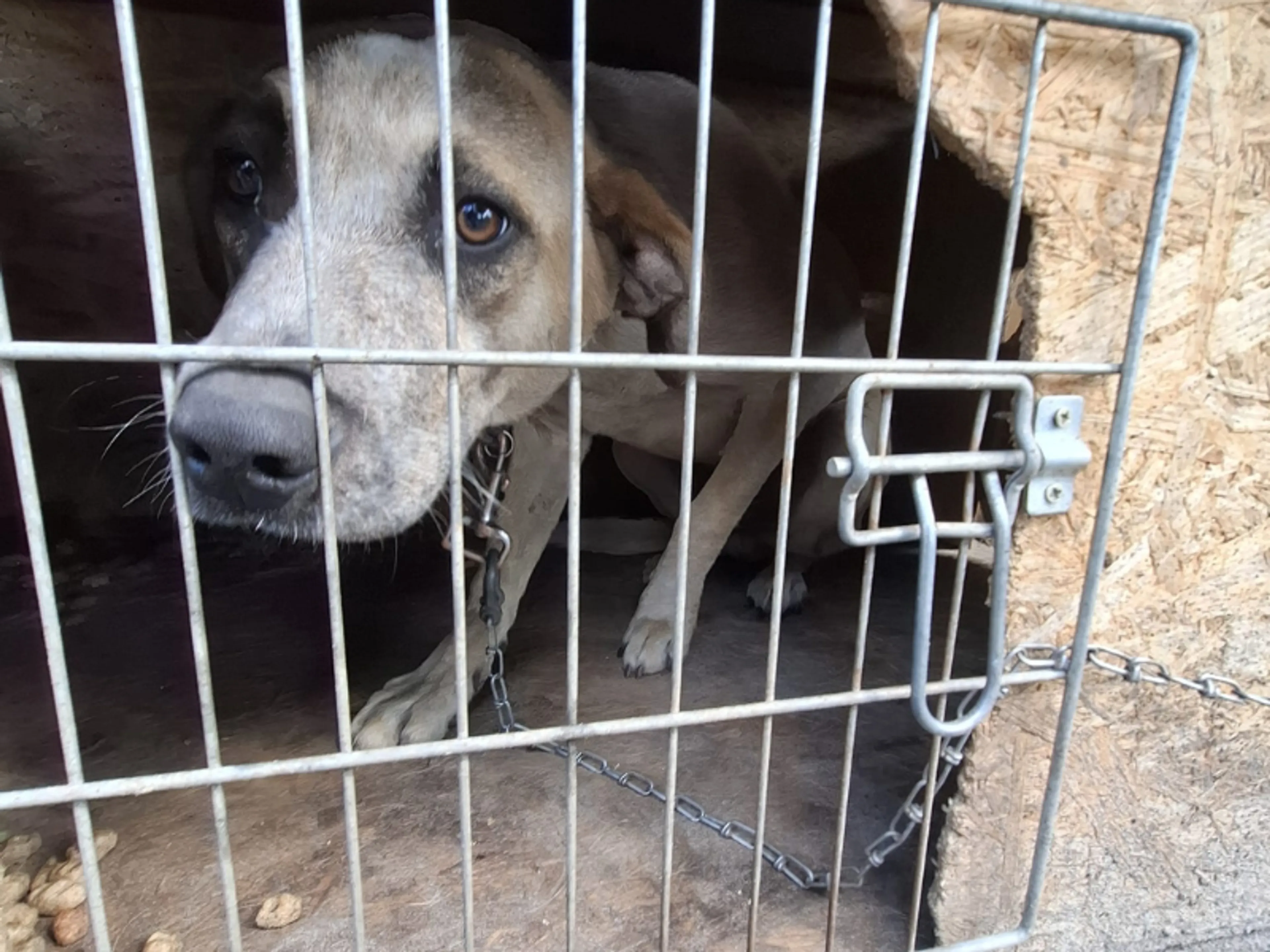 Hond in Zaandam in beslag genomen na ernstige verwaarlozing