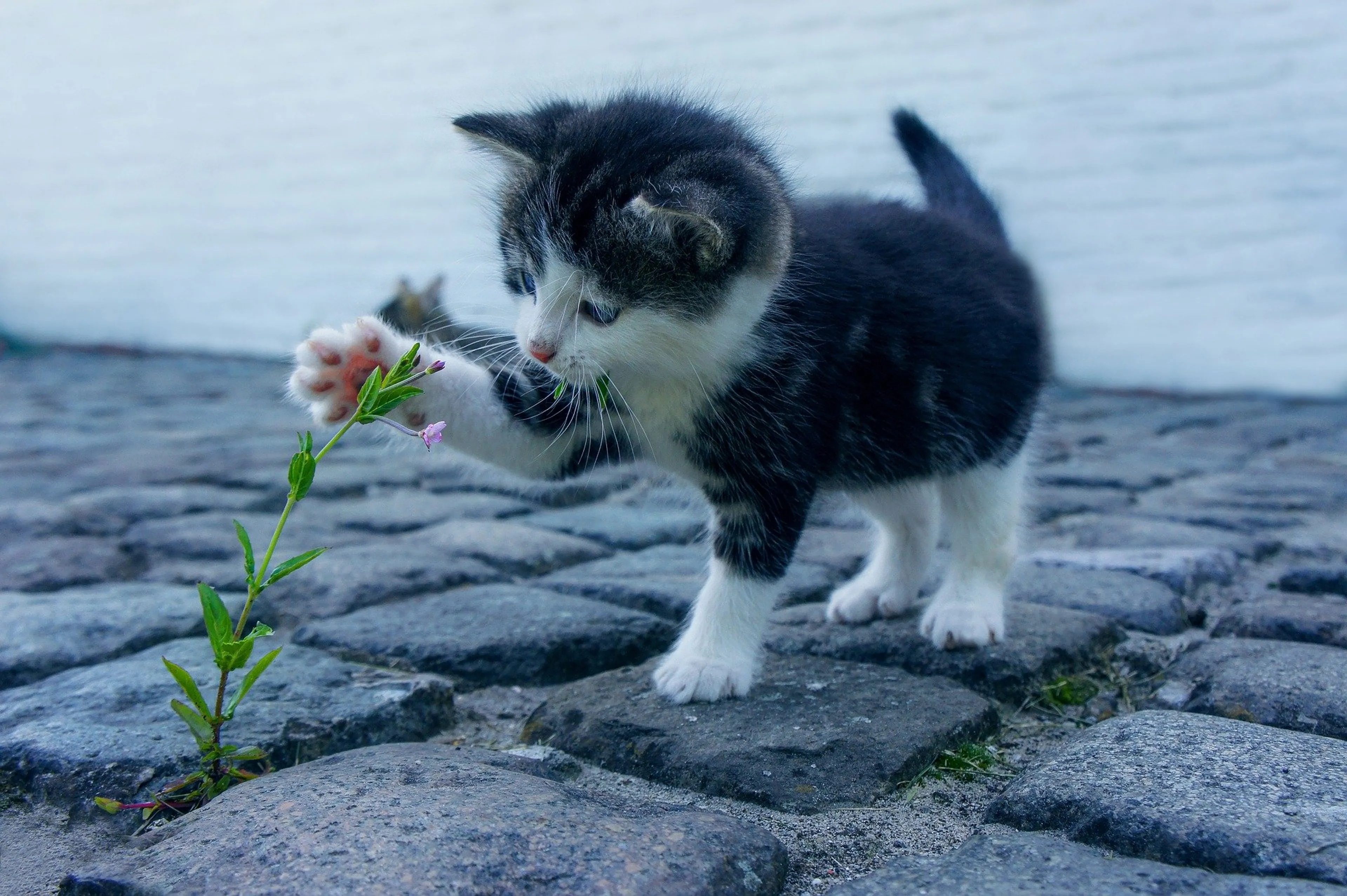 Vier katten verdronken in Meppel, zoektocht naar kattenhater