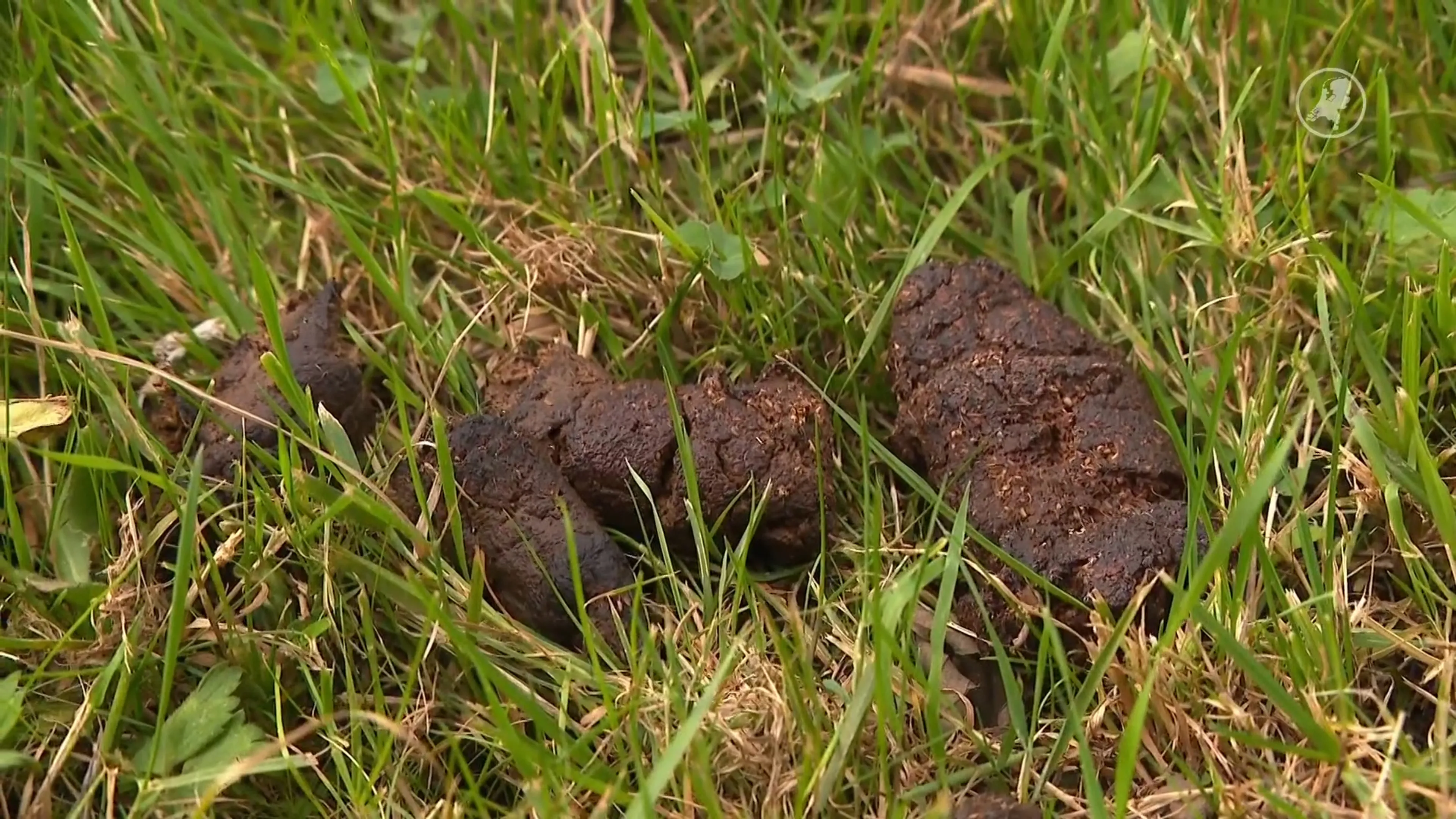 Hondenpoep zorgt voor te veel stikstof: bos in Breda deels dicht voor honden