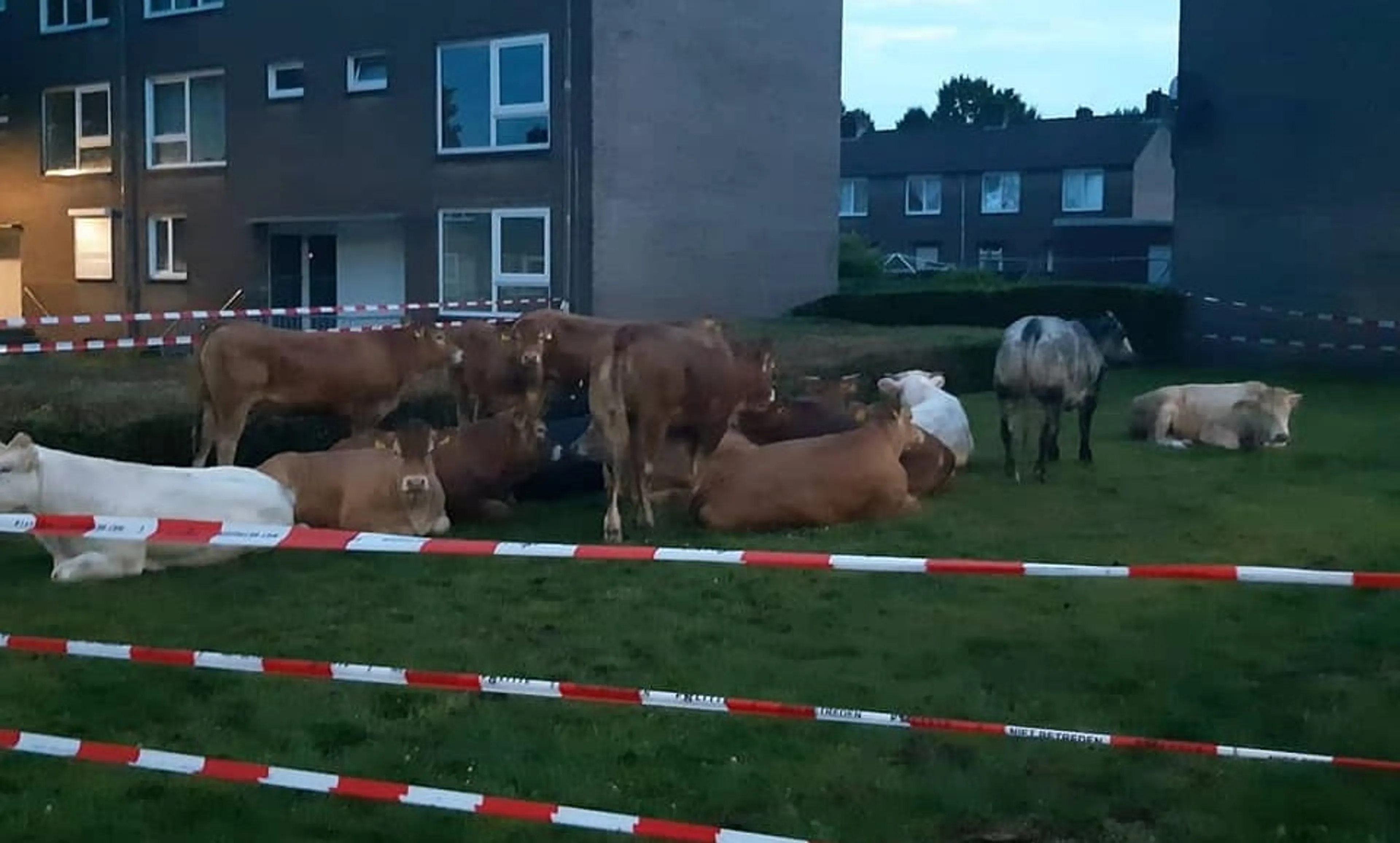 Ontsnapte koeien zetten Heerlen op stelten