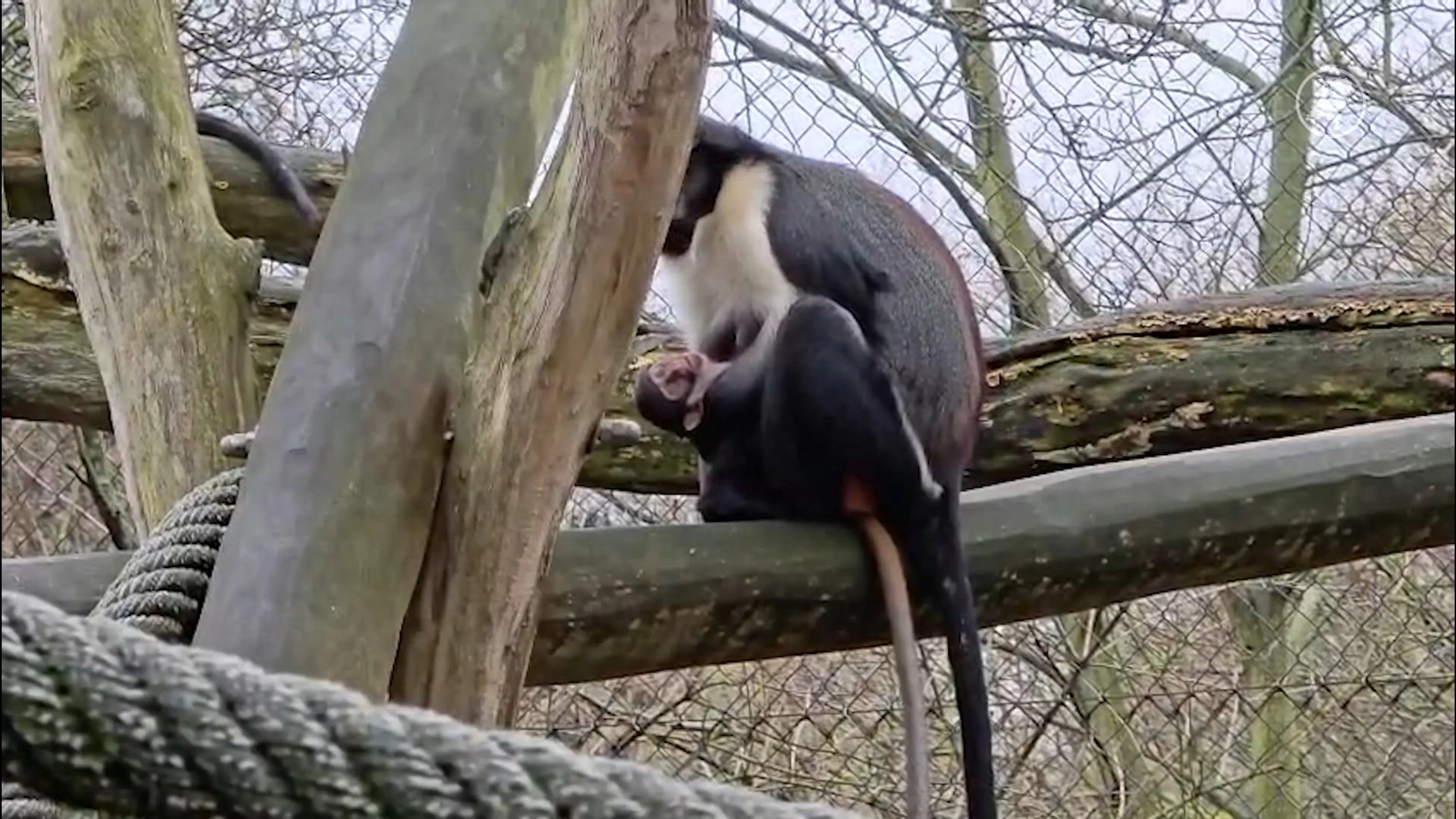 Vreugde in Diergaarde Blijdorp: bedreigde dianameerkat geboren