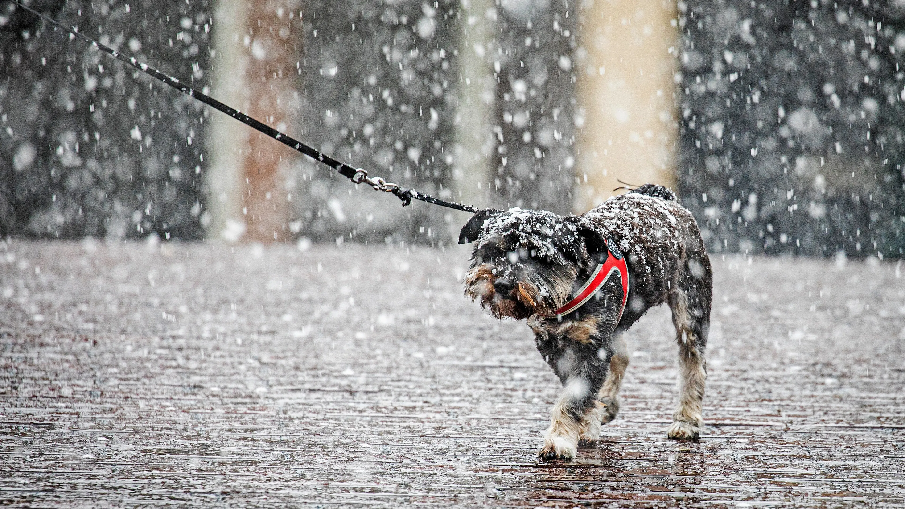 Toch geen twintig graden deze week: 'Donderdag felle buien en hagel'