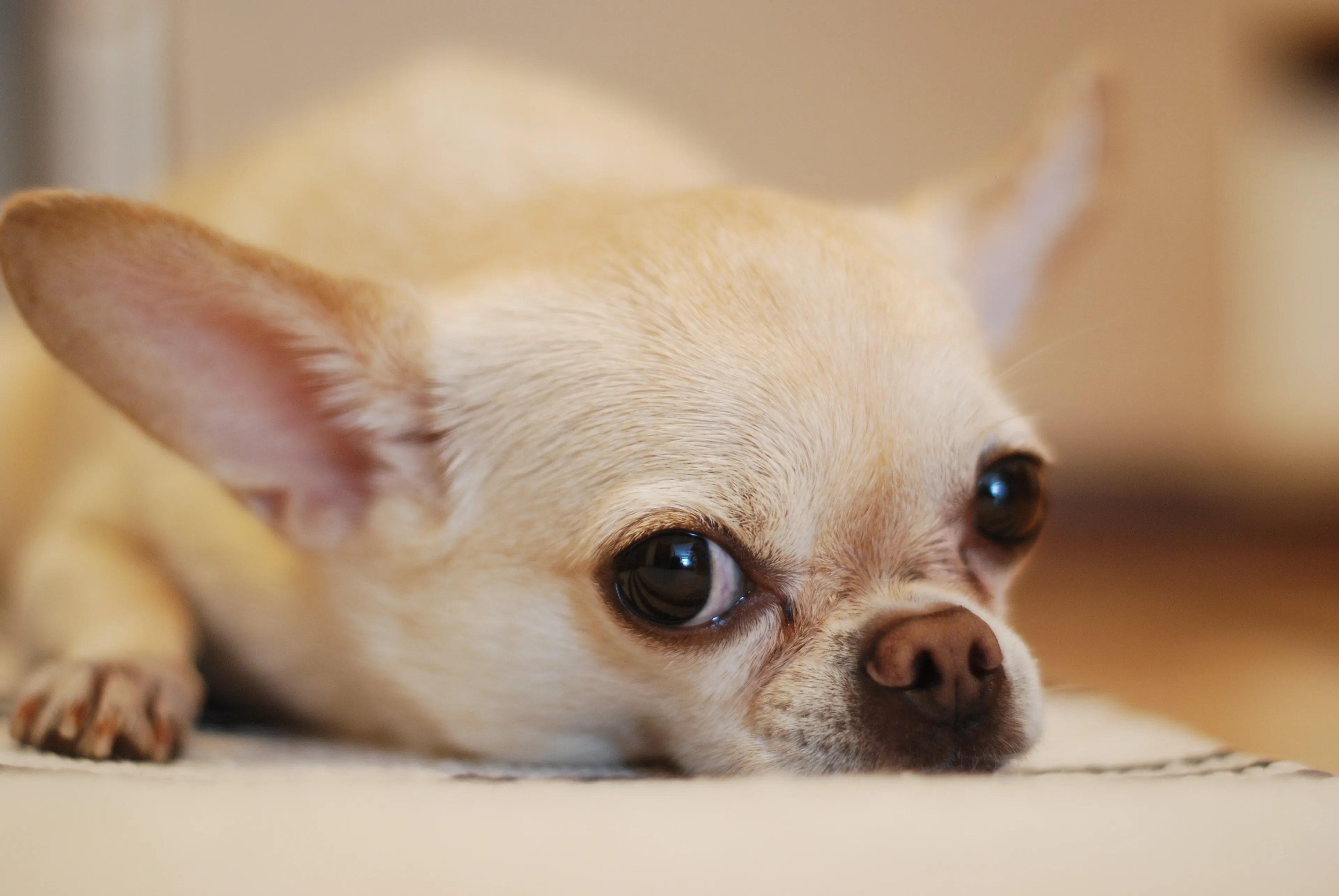 Losgebroken pitbull bijt chihuahua dood in Capelle aan den IJssel