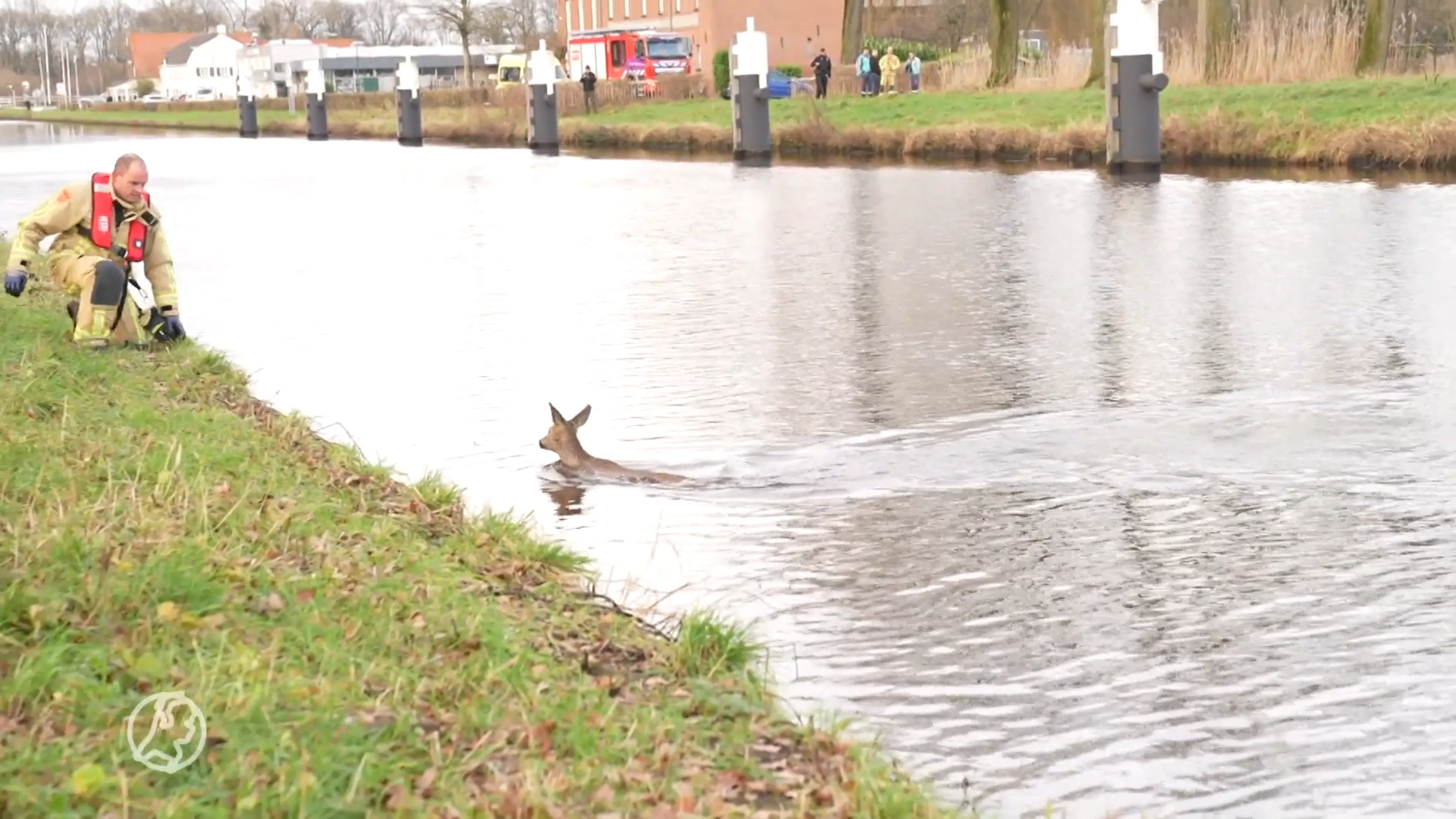 ZIEN: ree in nood uit kanaal gered in Beek en Donk