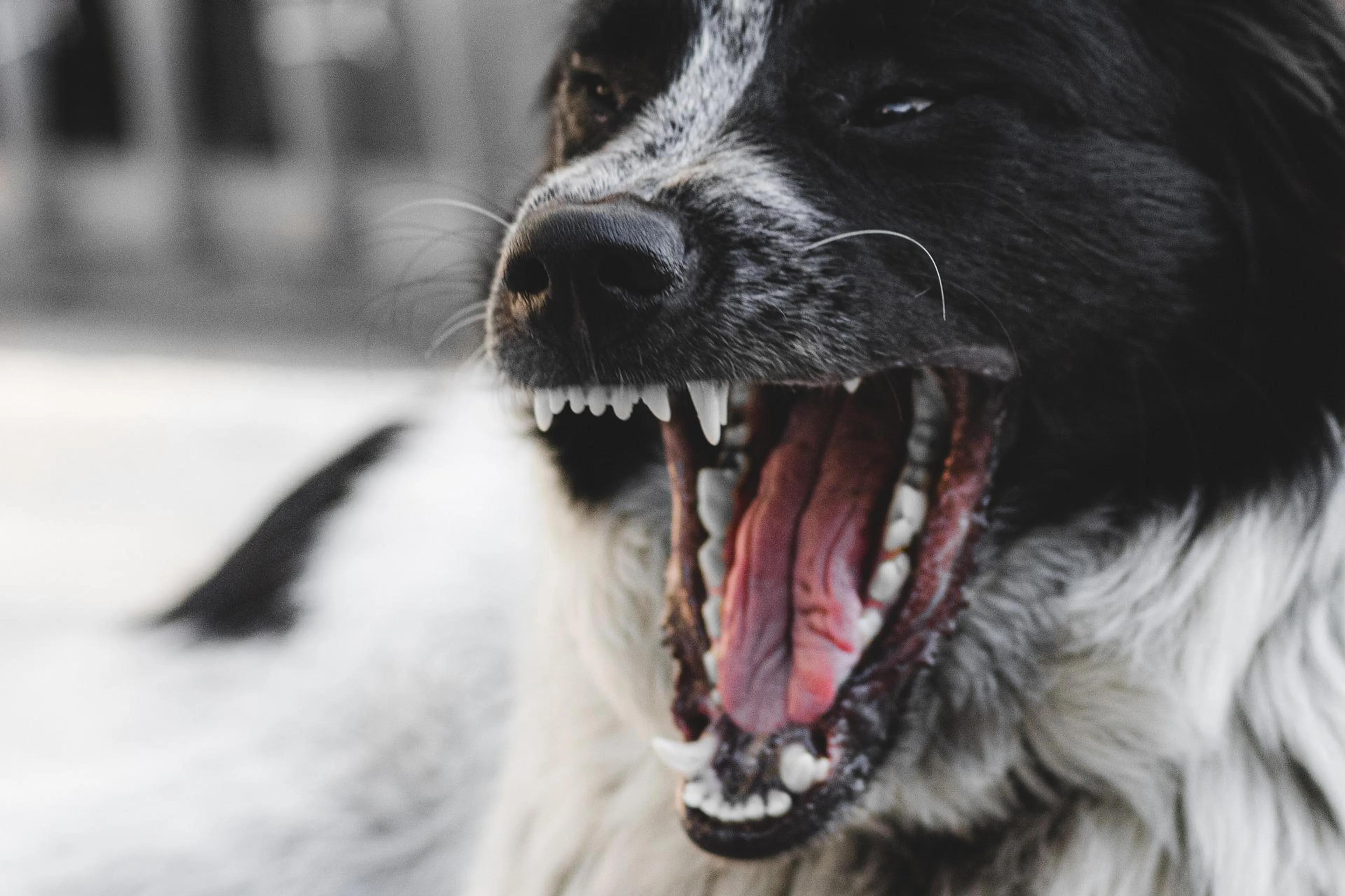 Hond redt baasje van straatrovers bij poging tot overval in Zaandam
