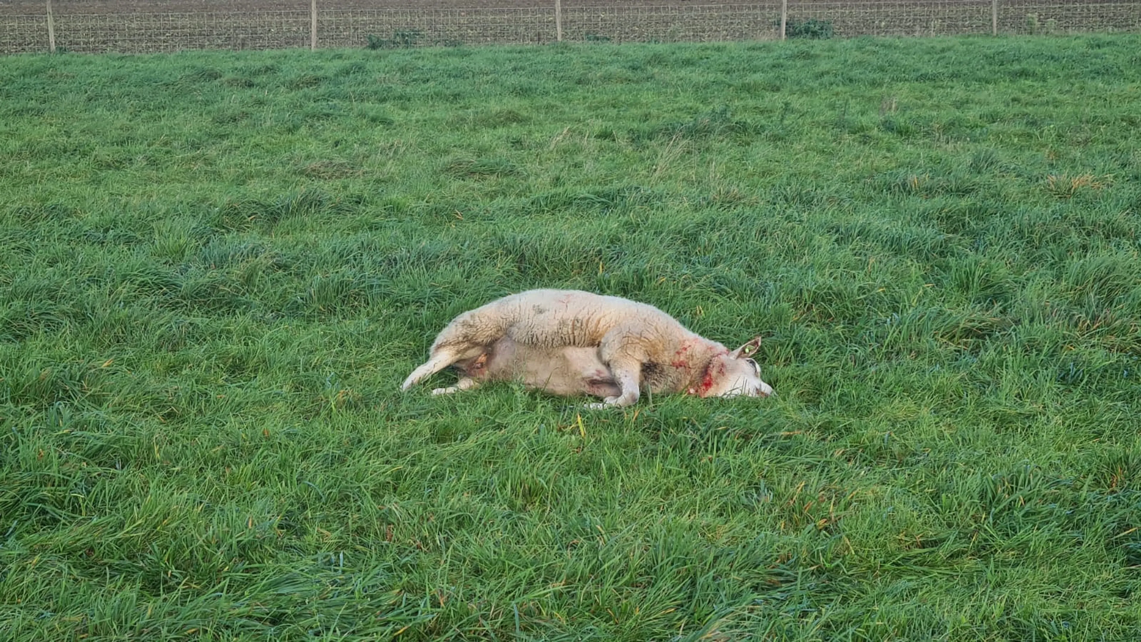 Schapenhouder en fel tegenstander wolf nu zelf getroffen door aanval