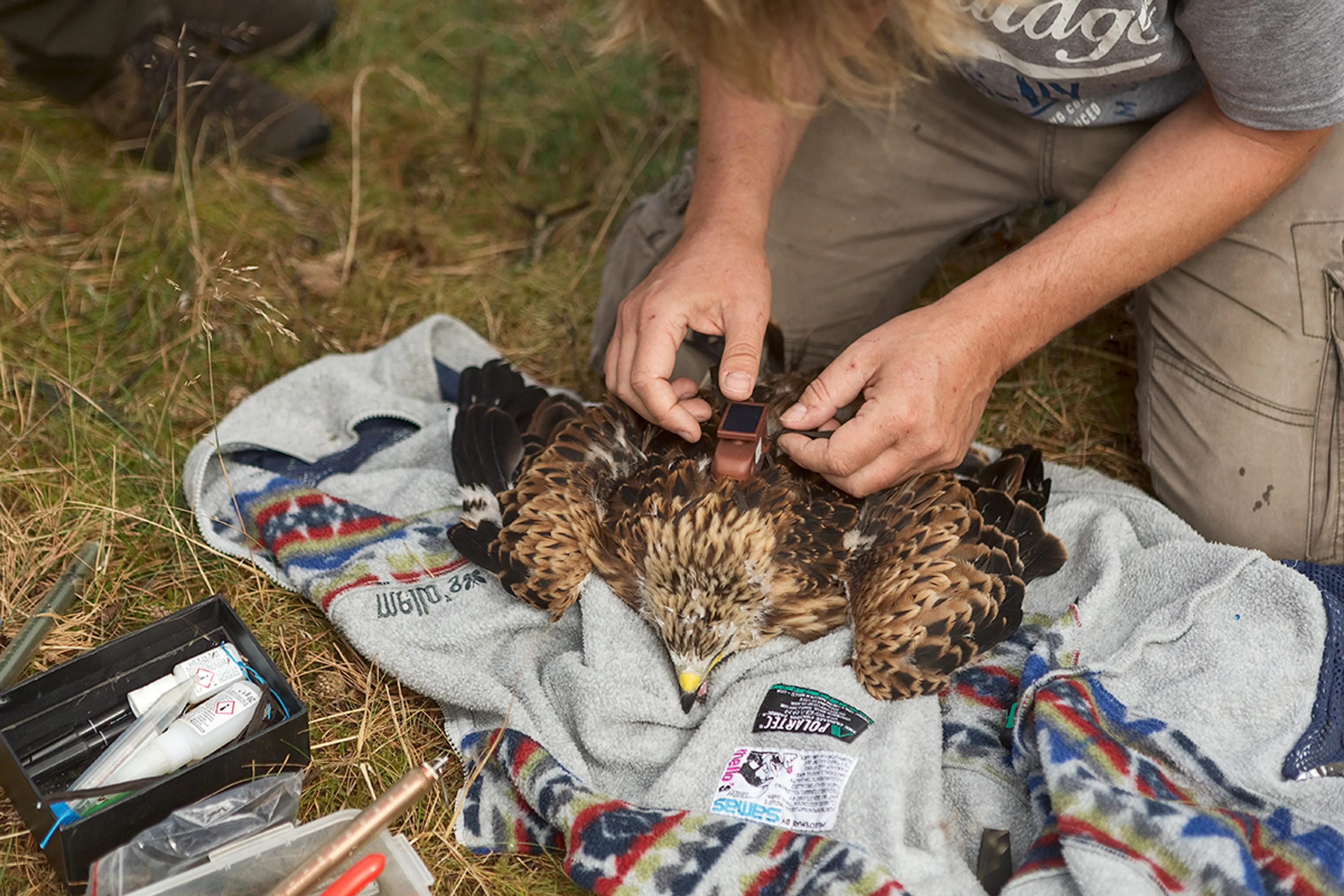 Zeldzame rode wouw dood door te fanatieke natuurfotografen