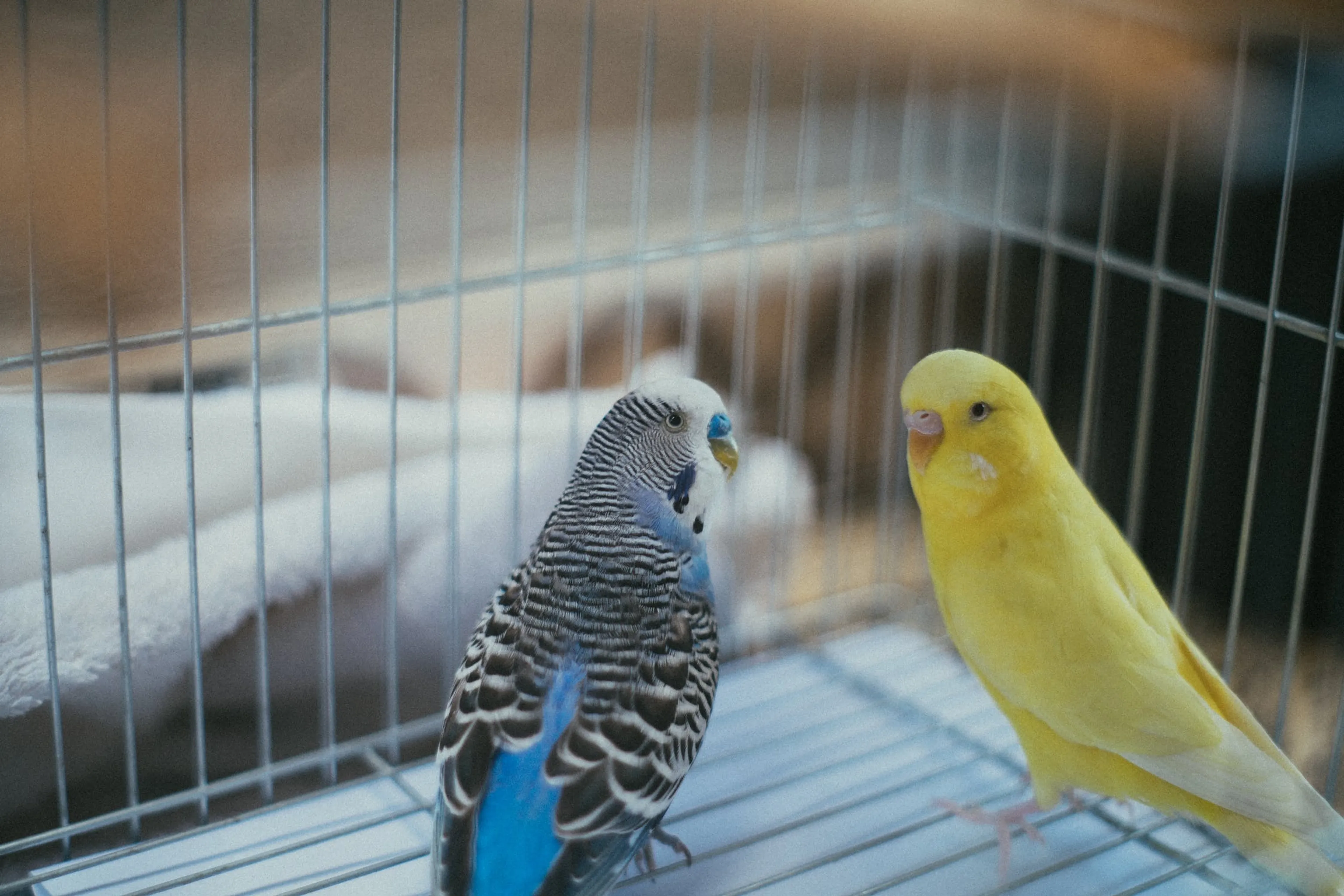 Waarom je niet moet gourmetten in de buurt van je vogel: 'Gaan dood aan longbloedingen'