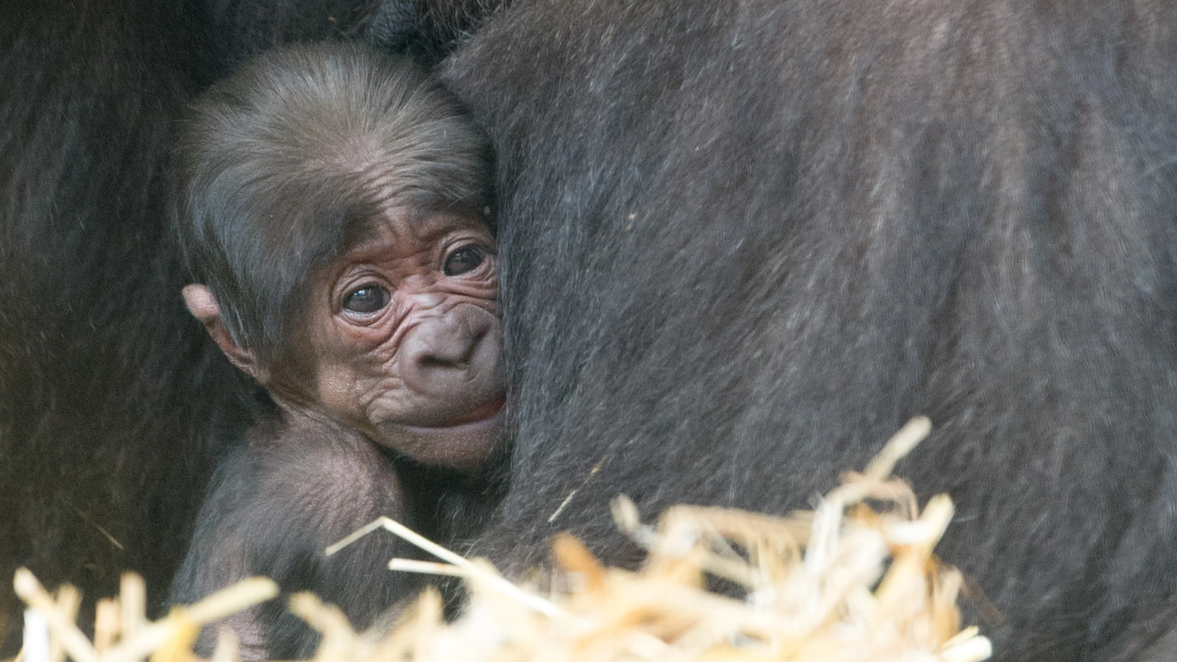 Vijftigste gorilla Apenheul is een mannetje