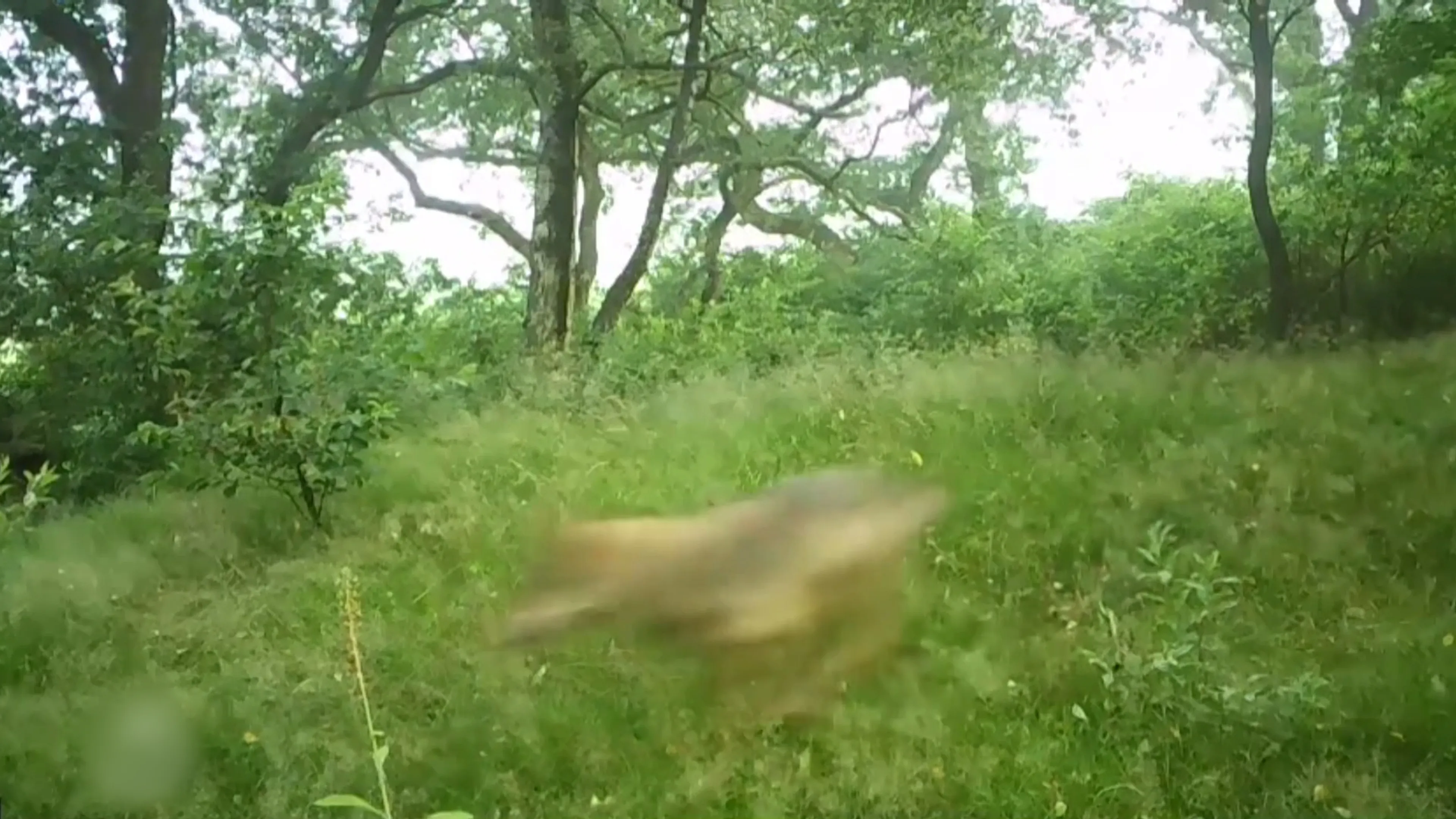 VIDEO: Wolf jaagt op edelherten op de Veluwe