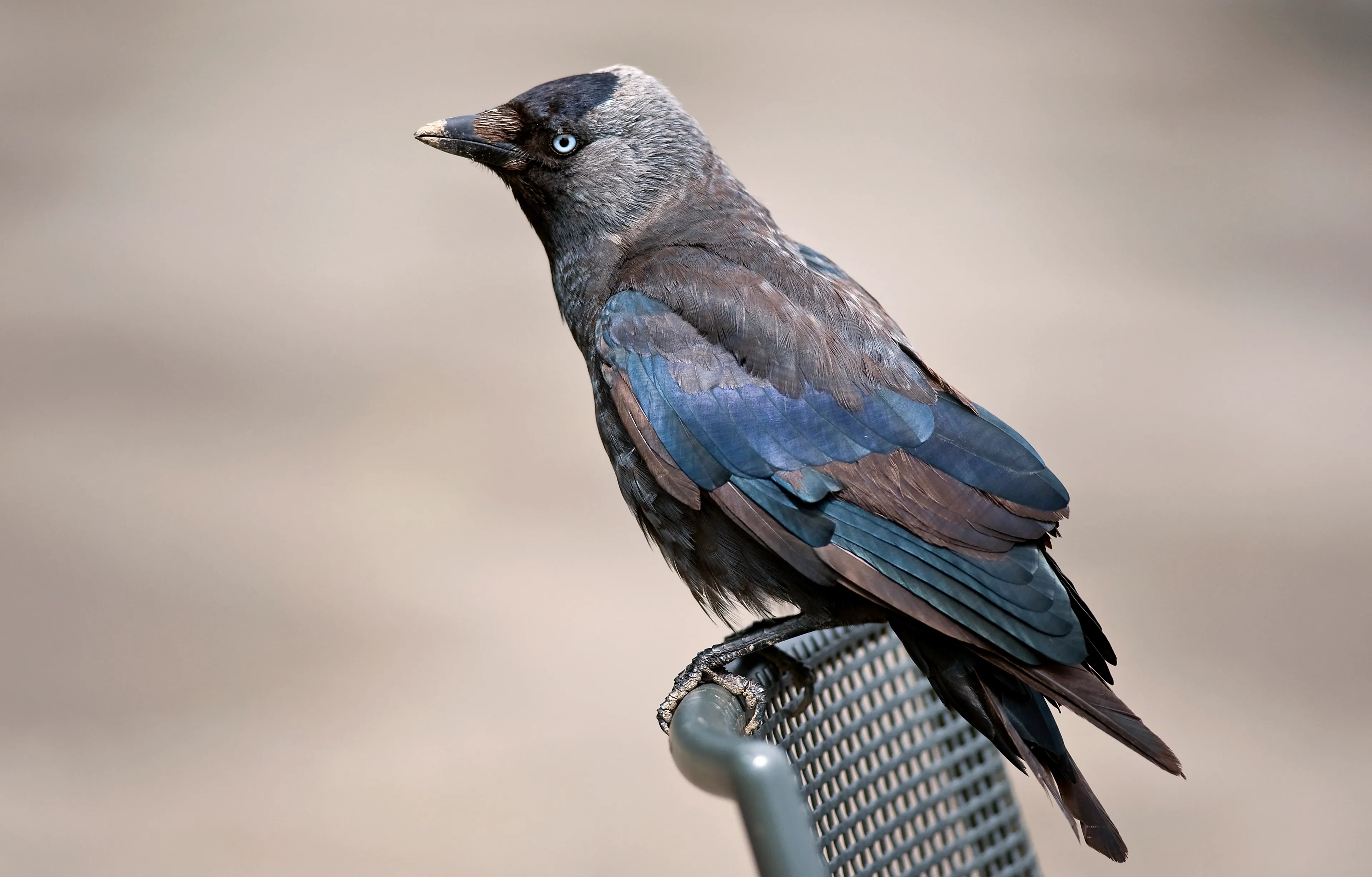 Ruim 1 miljoen Nederlanders kijken naar streams van de Vogelbescherming