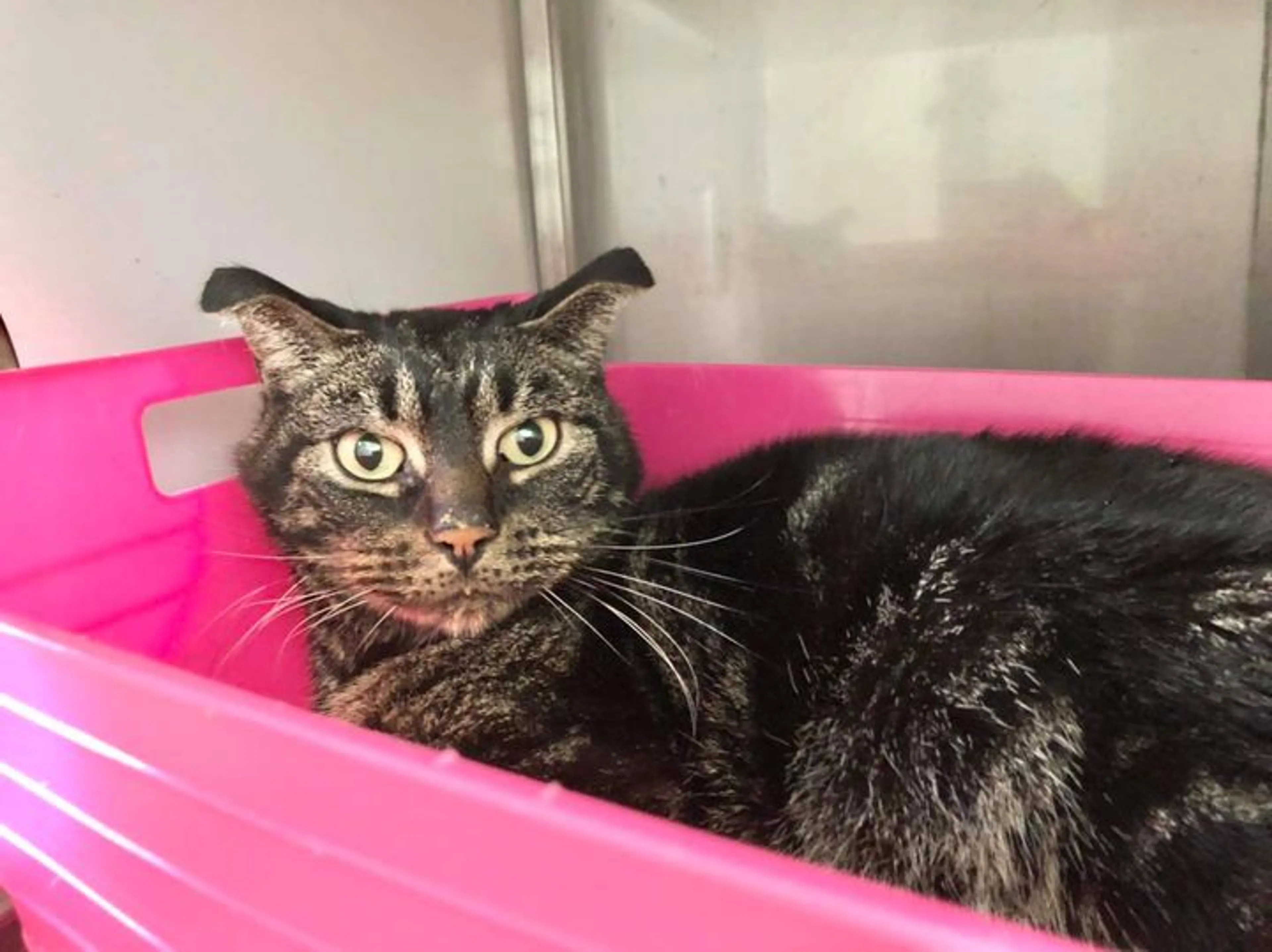 Kater Finn achtergelaten in huis en pas na 52 dagen gered: 'In ontlasting zaten allerlei papiertjes'